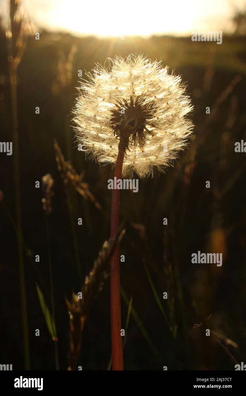 Growing dandelion (Taraxacum) with the seedhead illuminated by the evening light during sunset near Glen Feshie in the Scottish Highlands Stock Photo