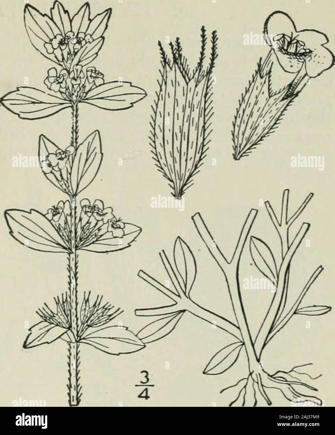An illustrated flora of the northern United States, Canada and the British possessions : from Newfoundland to the parallel of the southern boundary of Virginia and from the Atlantic Ocean westward to the 102nd meridian . ze, the cala-?mint of the Old World, with larger leaves and flow-ers, admitted into our first edition, is not known inthe wild state within our area. 3, Clinopodium Acinos (L.) Kuntze.Basil-thyme. Basil Balm. Fig. 3654. Tliymus Acinos L. Sp. PI. 591. 1753.Melissa Acinos Benth. Lab. Gen. & Sp. 389. 1834.Cal. Acinos Benth. in DC. Prodr. 12: 230. 1848.Clin. Acinos Kuntze, Rev. Ge Stock Photo