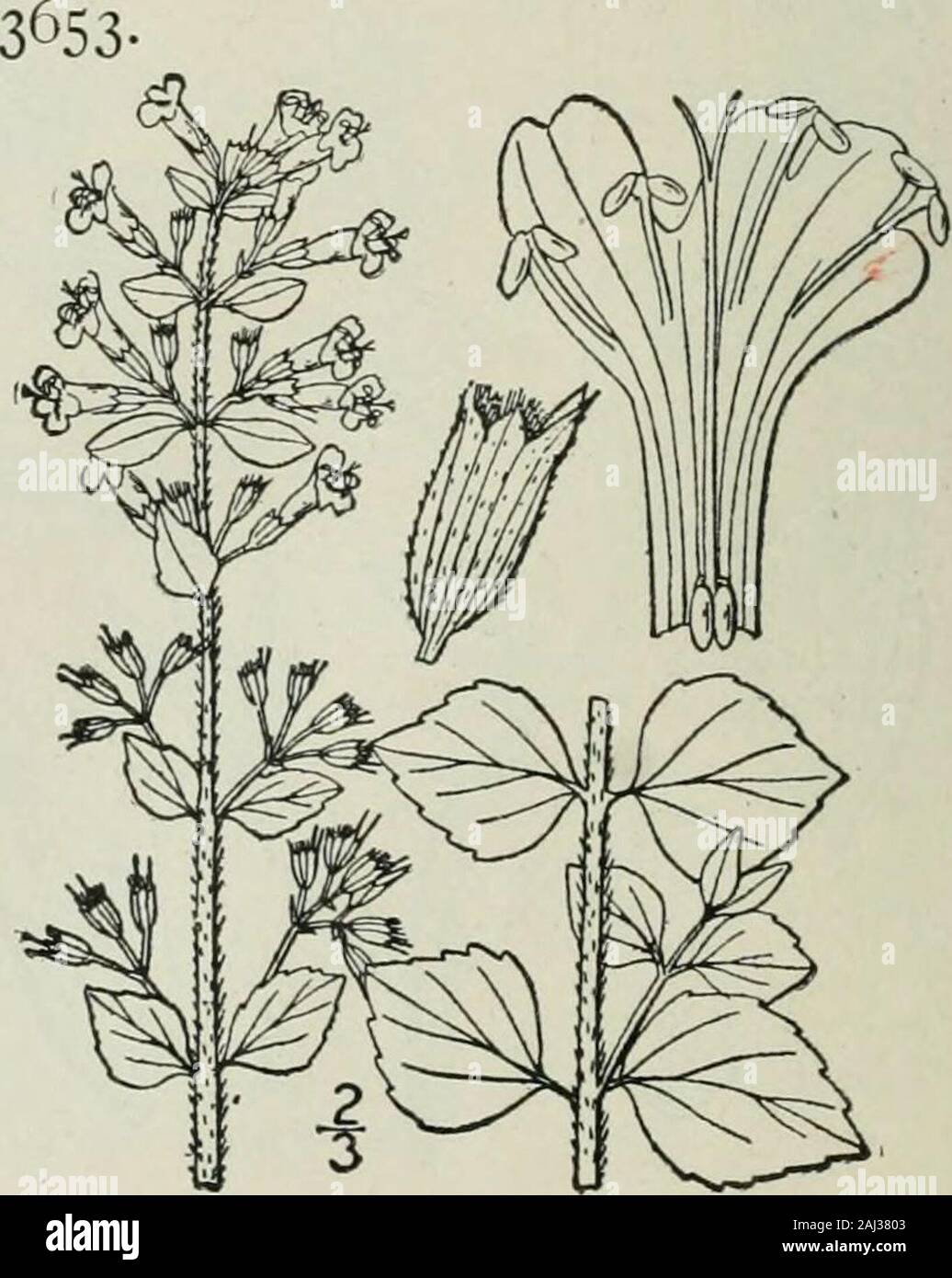An illustrated flora of the northern United States, Canada and the British possessions : from Newfoundland to the parallel of the southern boundary of Virginia and from the Atlantic Ocean westward to the 102nd meridian . Genus 29. MINT FAMILY. 139 Clinopodium Calamintha (L.) Kuntze, the cala-?mint of the Old World, with larger leaves and flow-ers, admitted into our first edition, is not known inthe wild state within our area. 3, Clinopodium Acinos (L.) Kuntze.Basil-thyme. Basil Balm. Fig. 3654. Tliymus Acinos L. Sp. PI. 591. 1753.Melissa Acinos Benth. Lab. Gen. & Sp. 389. 1834.Cal. Acinos Bent Stock Photo