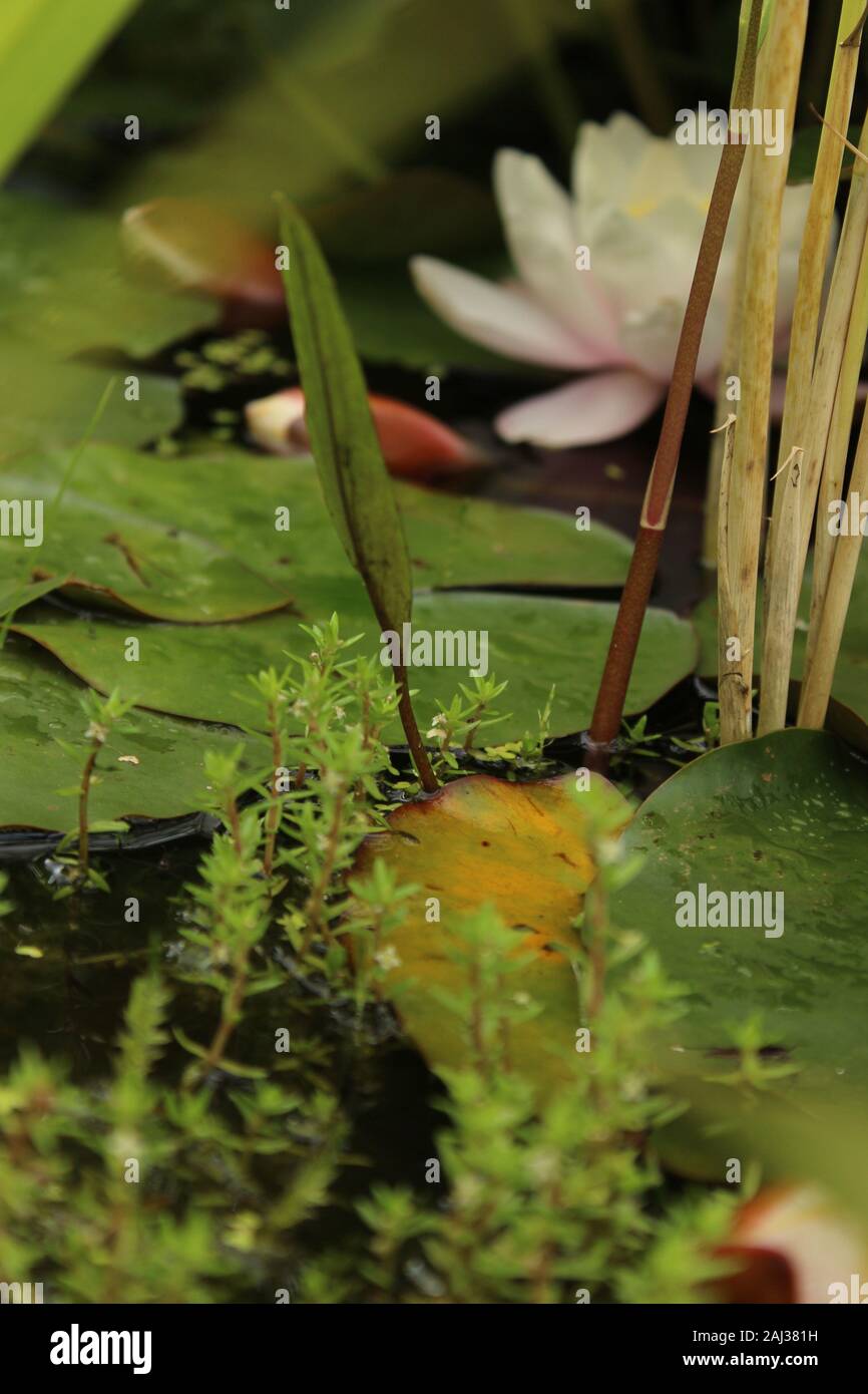 Photograph of a pond composing a pink water lily (Nymphaea) reeds and pond weed and lily pads Stock Photo