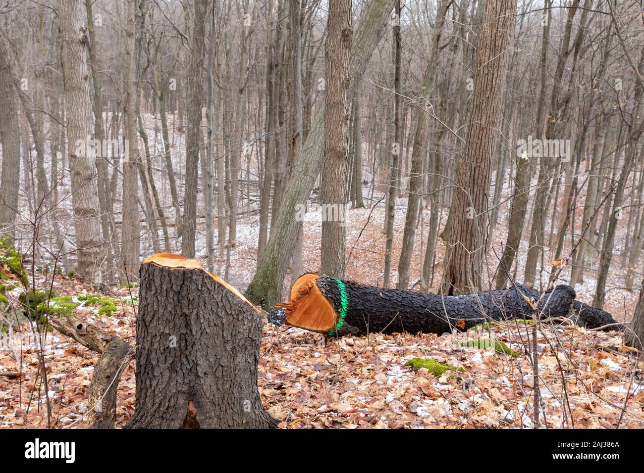 Marked tree that has been cut down Stock Photo