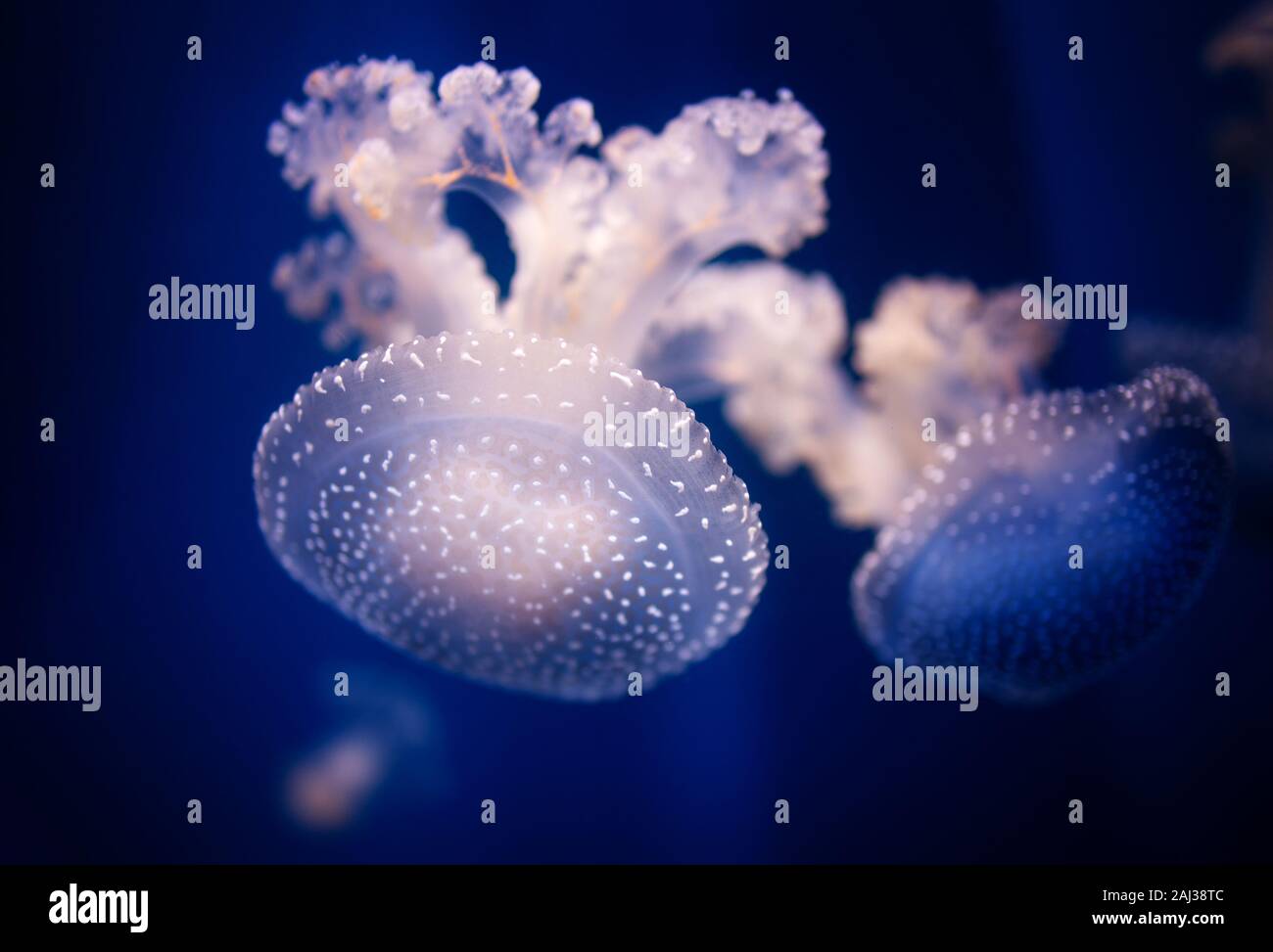Phyllorhiza punctata - White Spotted Jellyfish, also known as the Australian spotted jellyfish. Stock Photo