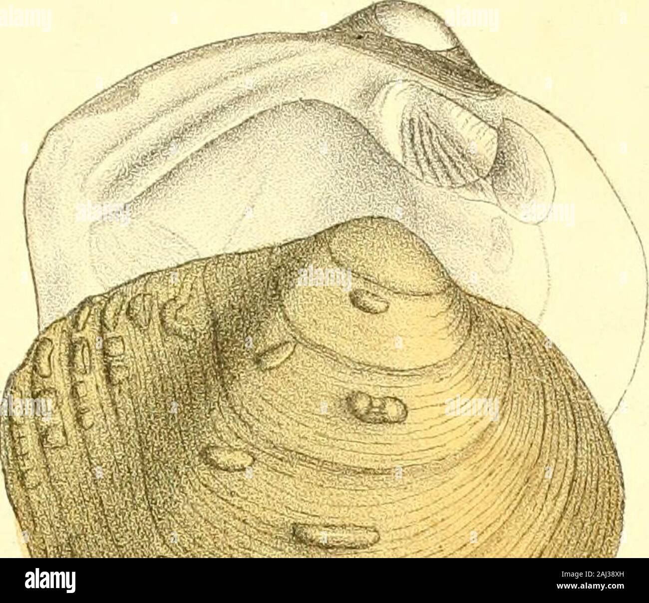 Monography of the family Unionidæ : or, Naiades of Lamarck (fresh water bivalve shells) of North America ... . ; substance of the shell thick;beaks elevated and granulated at tip; ligament slopedescending, short; posterior margin direct, nearlystraight; epidermis bright brown, a single broad in-terrupted green ray passes from the apex to the middleof the disk; within white; lateral teeth very short,straight, thick and oblique. SYNONYMES. U. bullata, Raf. Ann. gen. des Sc. Phys., vol. v. p. 41. Poul- sons trans., p. 43.U. verrucosus albus, Hild. Sillimans Journ., vol. xiv. p. 289.U. pustulosus, Stock Photo