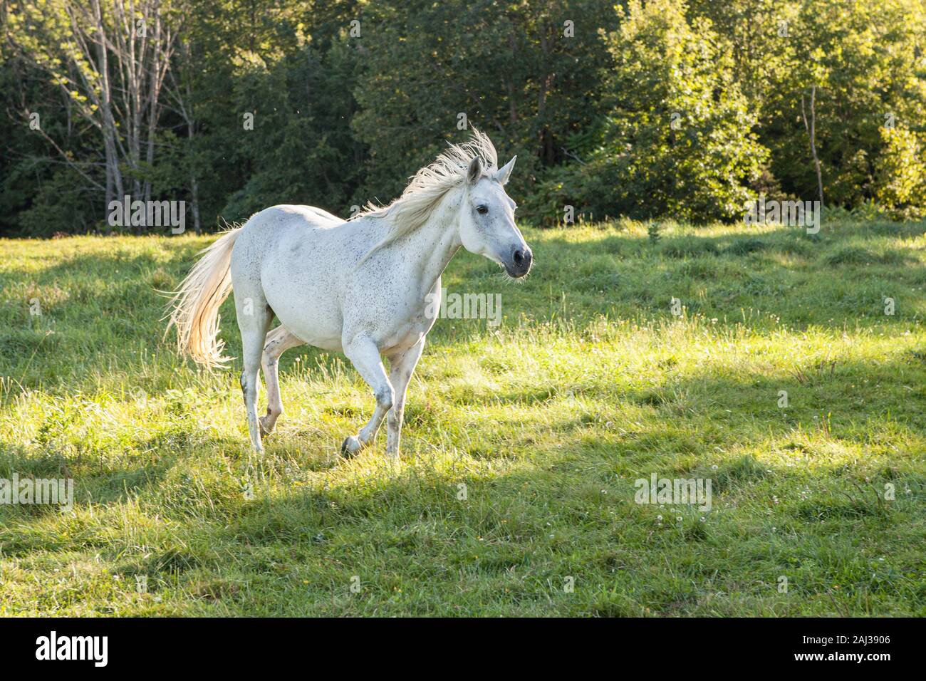 A white horse running through the pasture Stock Photo