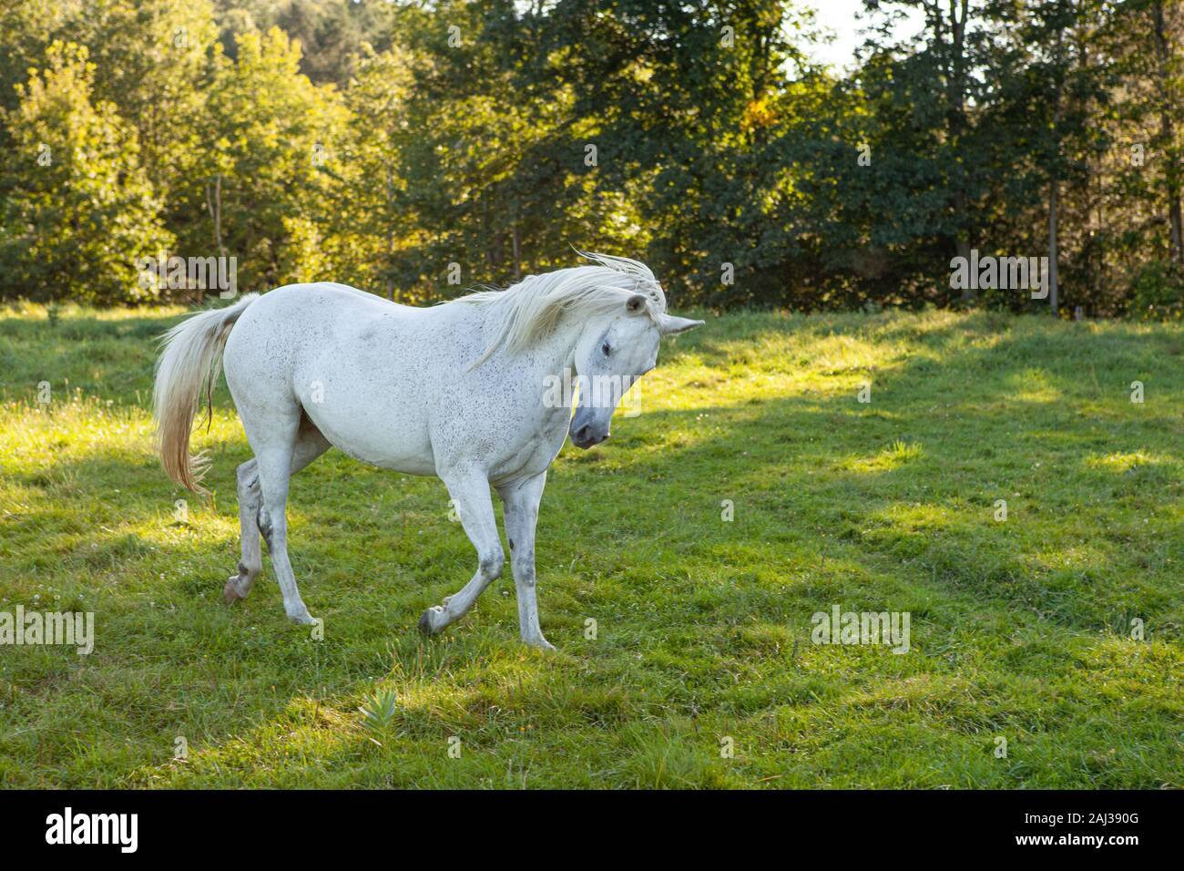 A white horse running through the pasture Stock Photo