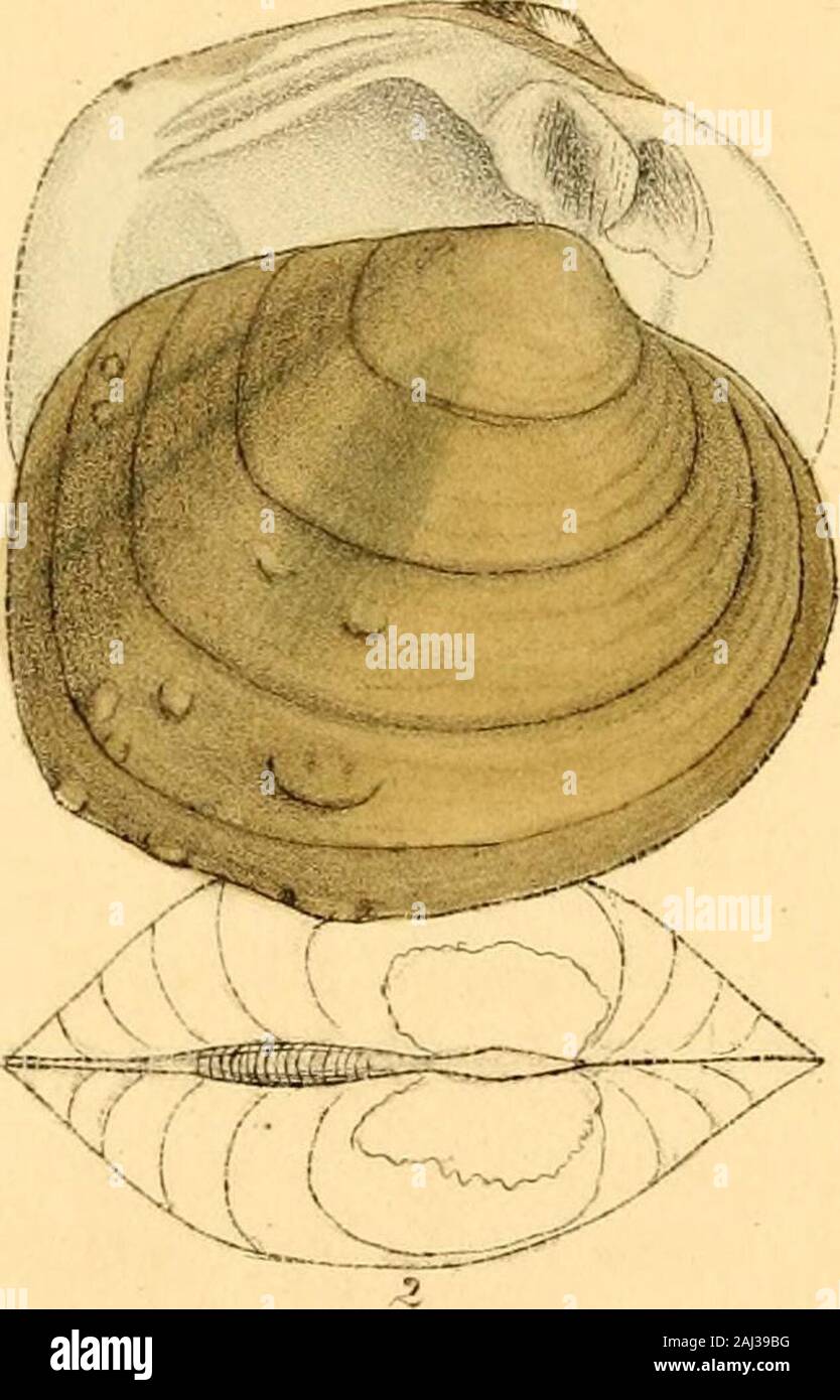 Monography of the family UnionidÃ¦ : or, Naiades of Lamarck (fresh water bivalve shells) of North America ... . , ,. ... ../ brasinus, Cmi. 79 arcuate, carinated; posterior margin dilated, direct,produced, and rounded or subtruncated at base; diskscovered with small subequal tubercles, arranged moreor less in symmetrical lines; within white. SYNONYMES. V. apiculatus, Say. Disseminator, 1829. American Conch. pi. 52.U. asper, Lea. Trans. Amer. Phil. Soc, new series, vol. iii. p. 95, pi. ix. fig. 15, 1832.Cab. A. N. S. No. 1877. OBSERVATIONS. Inhabits the Alabama river, near Claiborne, whereI fou Stock Photo