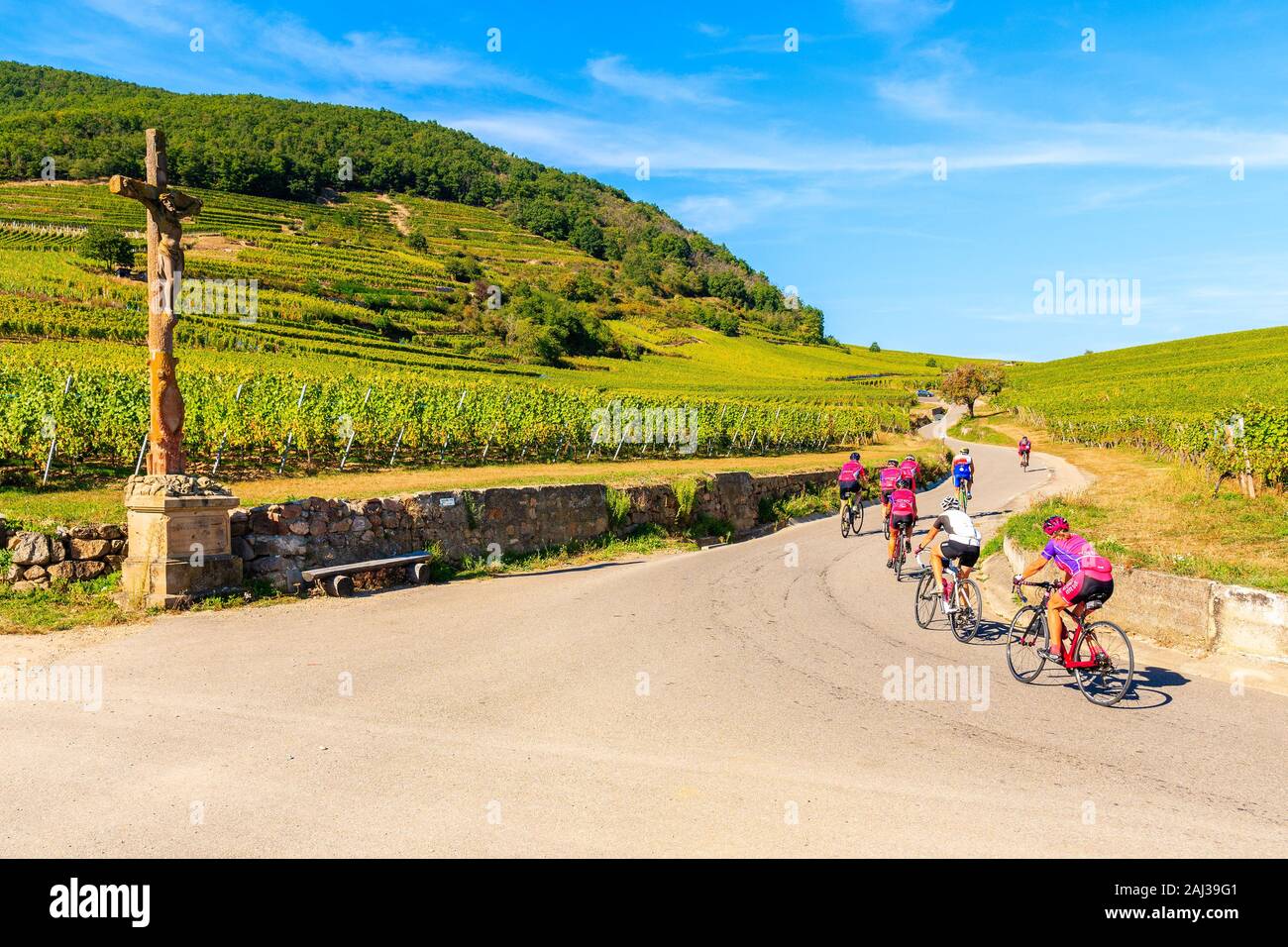 RIQUEWIHR, FRANCE - SEP 20, 2019: Men on road bikes cycling in vineyards near Riquewihr village on Alsatian Wine Route, France. Stock Photo