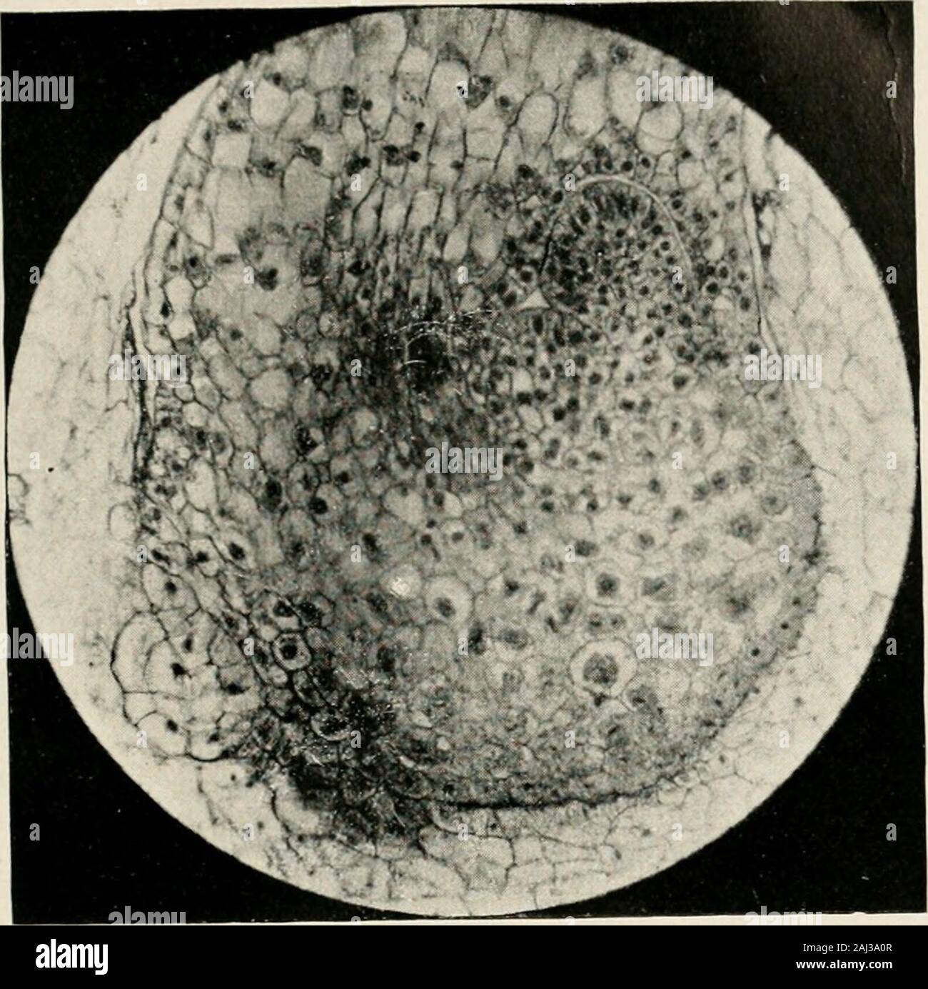 Recueil des travaux botaniques néerlandais . XVIII, 113, 1893. 26. Potonié,  H. Grundlinlen der Pflanzenmorphologle im Llchte der Palaeontologie.  Berlin, 1912. 372 27. Prantl, N. Ber. d. Bot. Ces. I, 348, 1883.