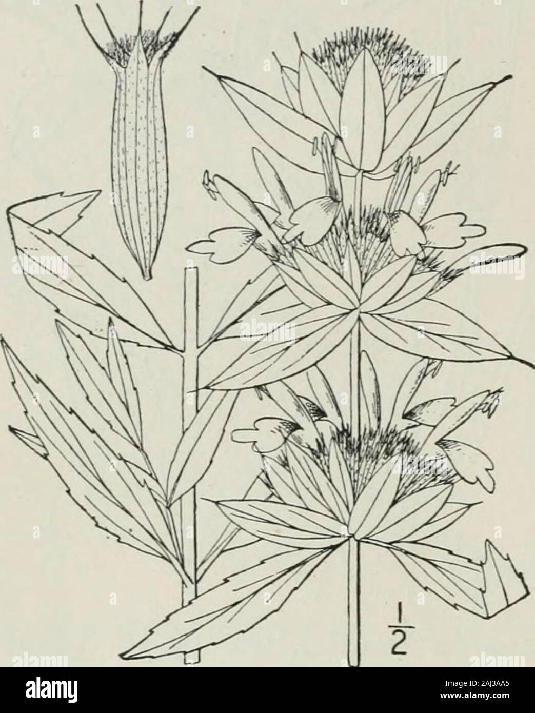 An illustrated flora of the northern United States, Canada and the British possessions : from Newfoundland to the parallel of the southern boundary of Virginia and from the Atlantic Ocean westward to the 102nd meridian . ila. (II.) i: 182.1848. Annual, puberulent; stem stout, simple or branch-ed, i°-2° high. Leaves lanceolate or oblong-lan-ceolate, mostly sharply serrate or serrulate, acuteat the apex, narrowed at the base, i-3 long,2-6 wide ; flower-clusters axillary and terminal,several or numerous; bracts pale, usually grayishor brownish, gradually awned at the tip; calyx-tube nearly glabro Stock Photo