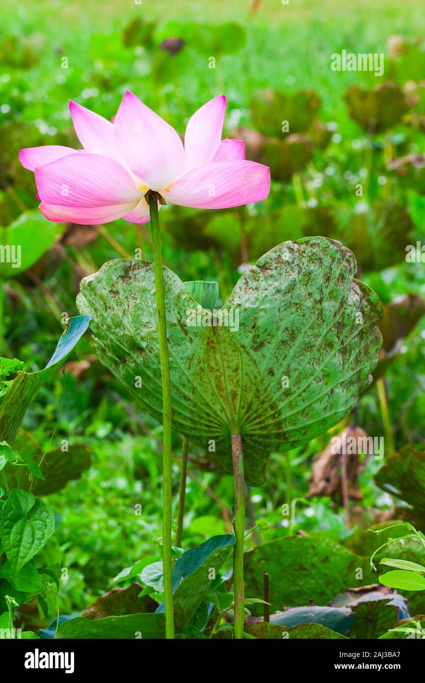 Pink waterlily. Lotus flower grows in Malaysian rainforest, vertical