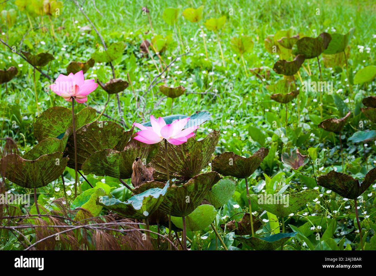 Pink waterlily. Lotus flowers grow in Malaysian rainforest Stock Photo Alamy