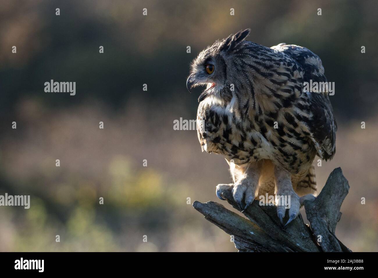 Perched European Eagle Owl, Barn Owl Centre, Gloucester Stock Photo