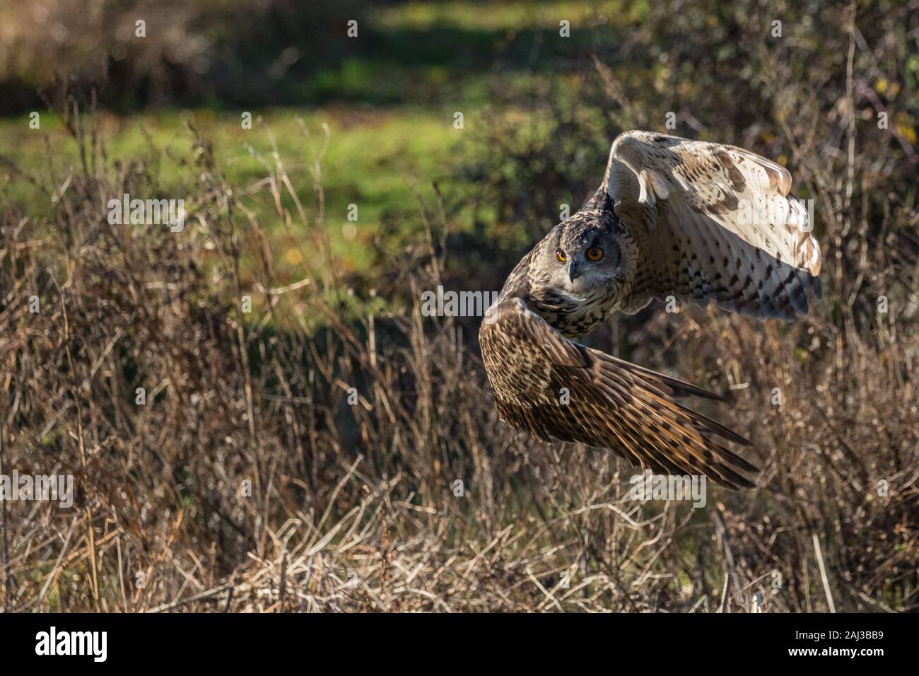 European Eagle Owl in flight, Barn Owl Centre, Gloucester Stock Photo