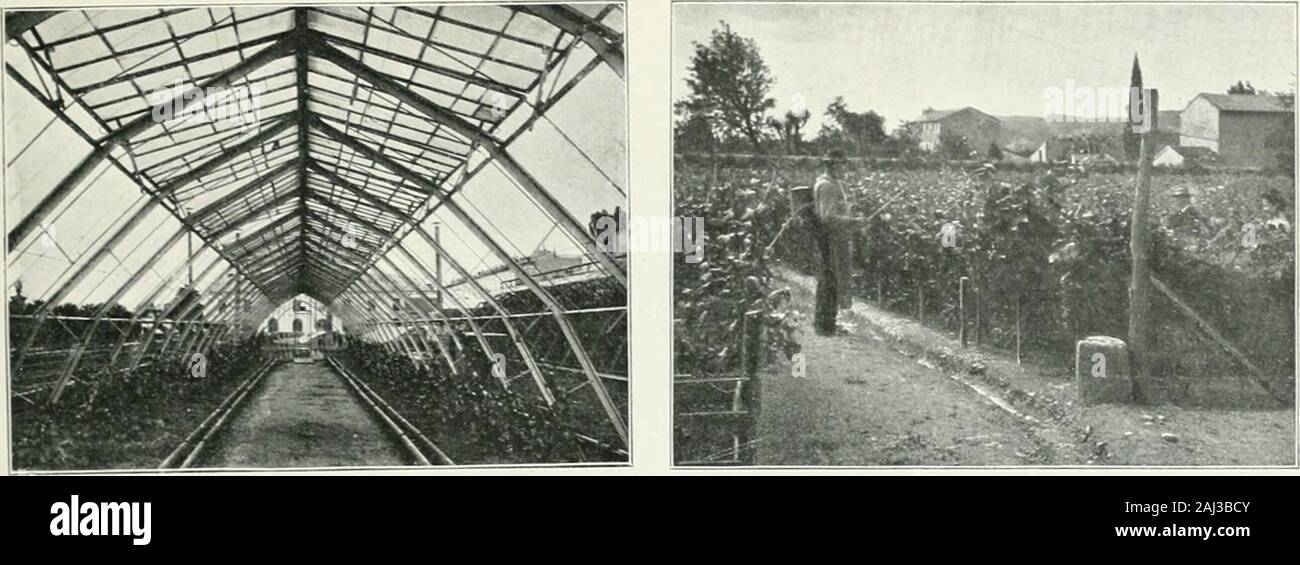 Album géographique: La France . LAgriculture française : Culture maraIcmério des environs de Paris (vue prise a Vanves-Isst). LAGRICULTURE FRANÇAISE 01. ijS. L Agriculture française ; .Serri: a viuNi:s ni: Lixou: i. iiukti-cuLTCBE Di: Versaillks. — LagrîcuUure scicntitique et arliticielie pro-duit de bien autres merveilles dans les serres ou torcerics comme cellesde lÉcole dhorlicullure de Versailles. lu.. LAgriculture française: ScLFATAiii: di: i. vigni: pans luGard. — La culture de la vigne est lune de celles qui exigent le labeurle plus délicat et le plus assidu; contre ie mildiou on recom Stock Photo
