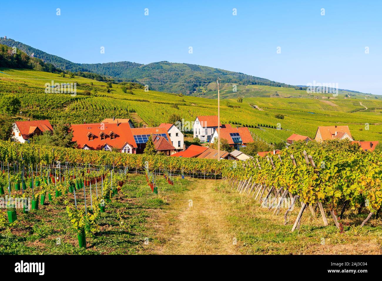 Rural road among to vineyards to Riquewihr village with typical houses, Alsace Wine Route, France Stock Photo