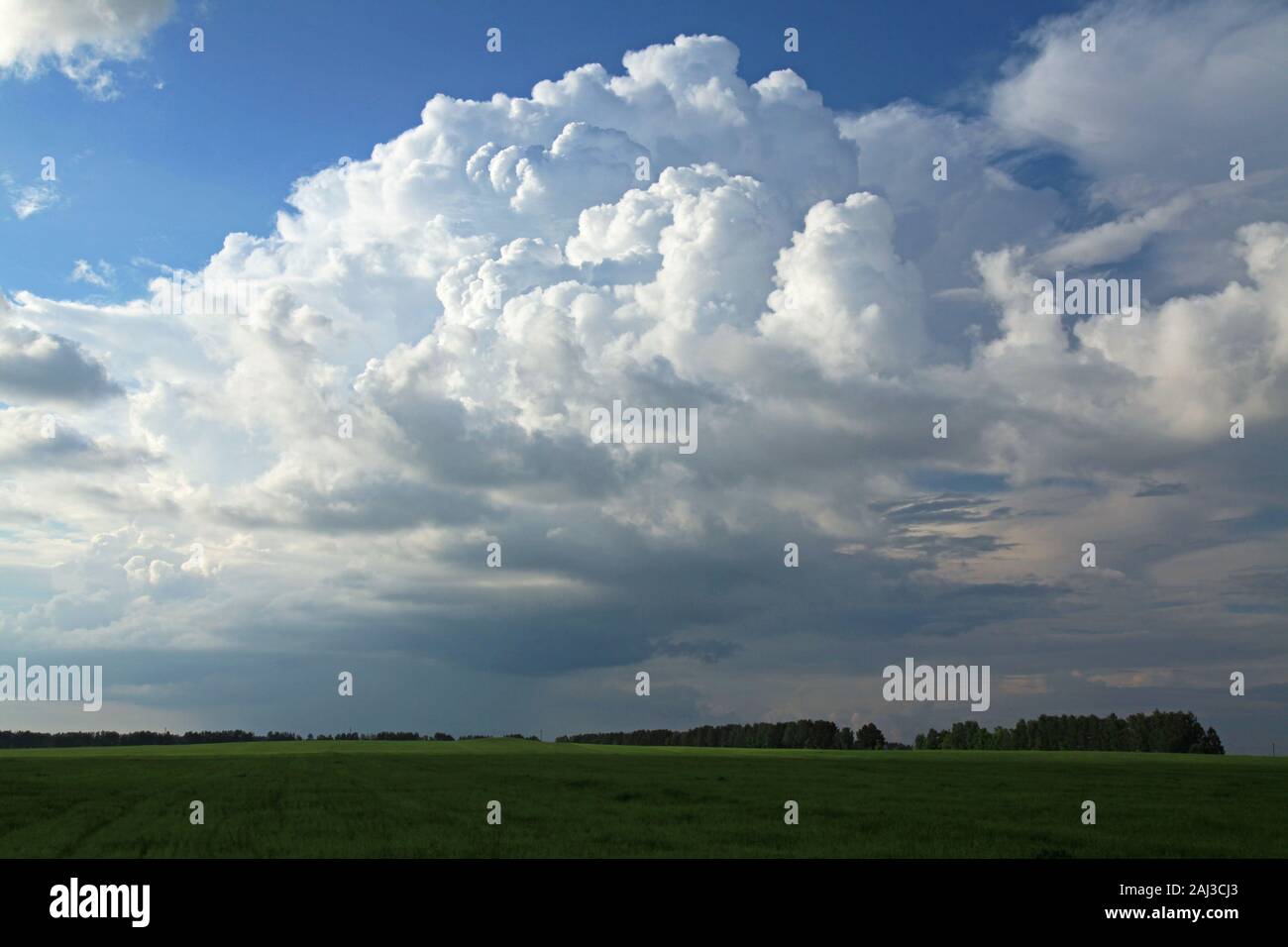 A huge cumulus and cumulonimbus clouds on the blue sky background over wheat field in European woodlands Stock Photo