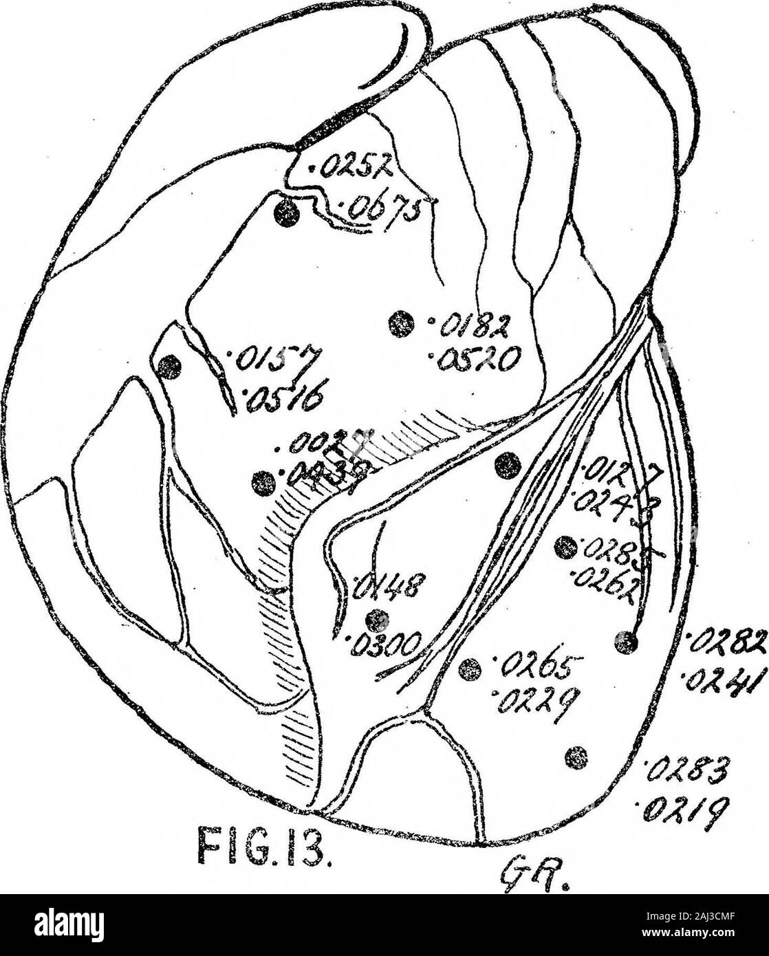 The Excitatory Process in the Dog's Heart Part II The Ventricles Stock