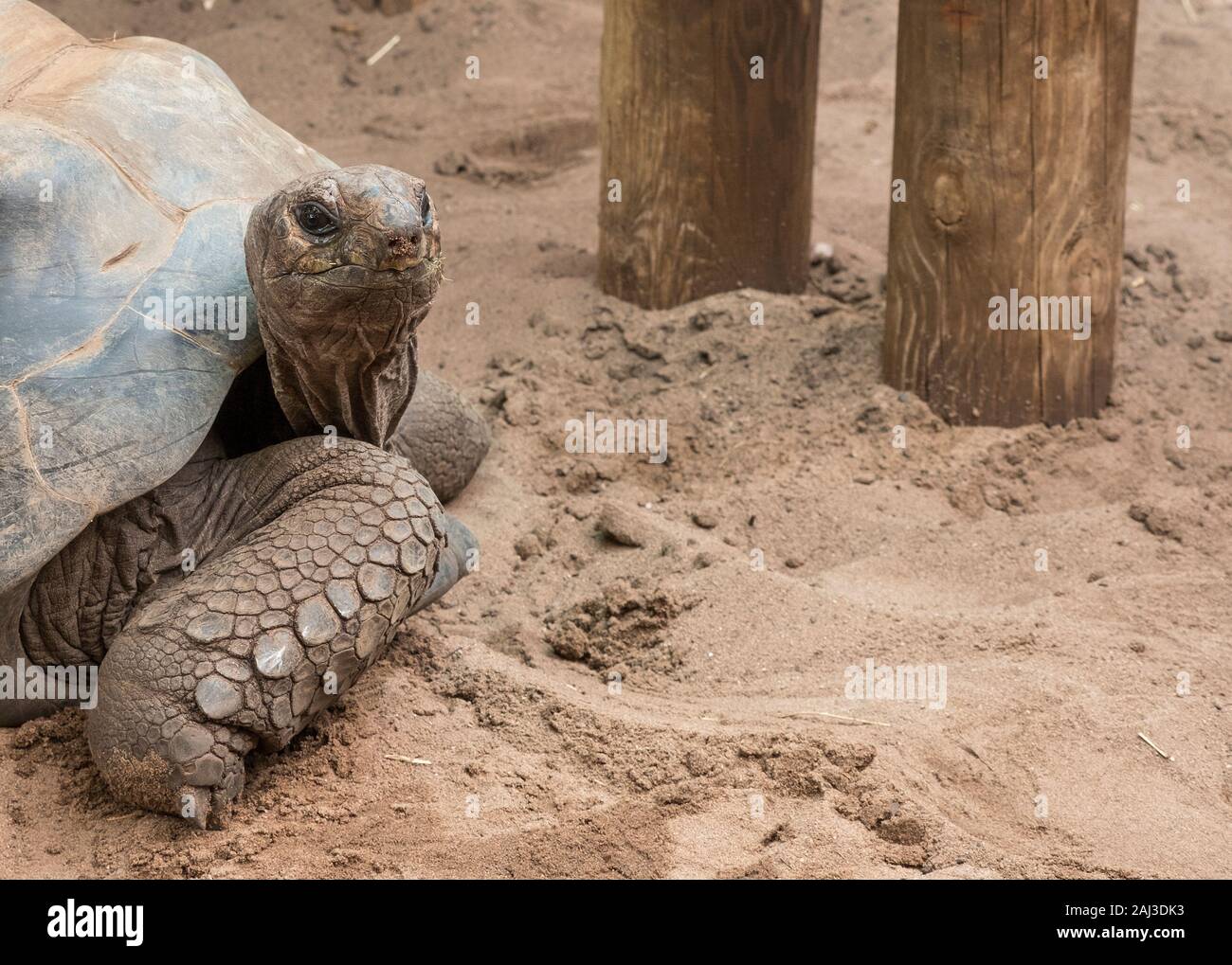 Big old tortoise on sand Stock Photo