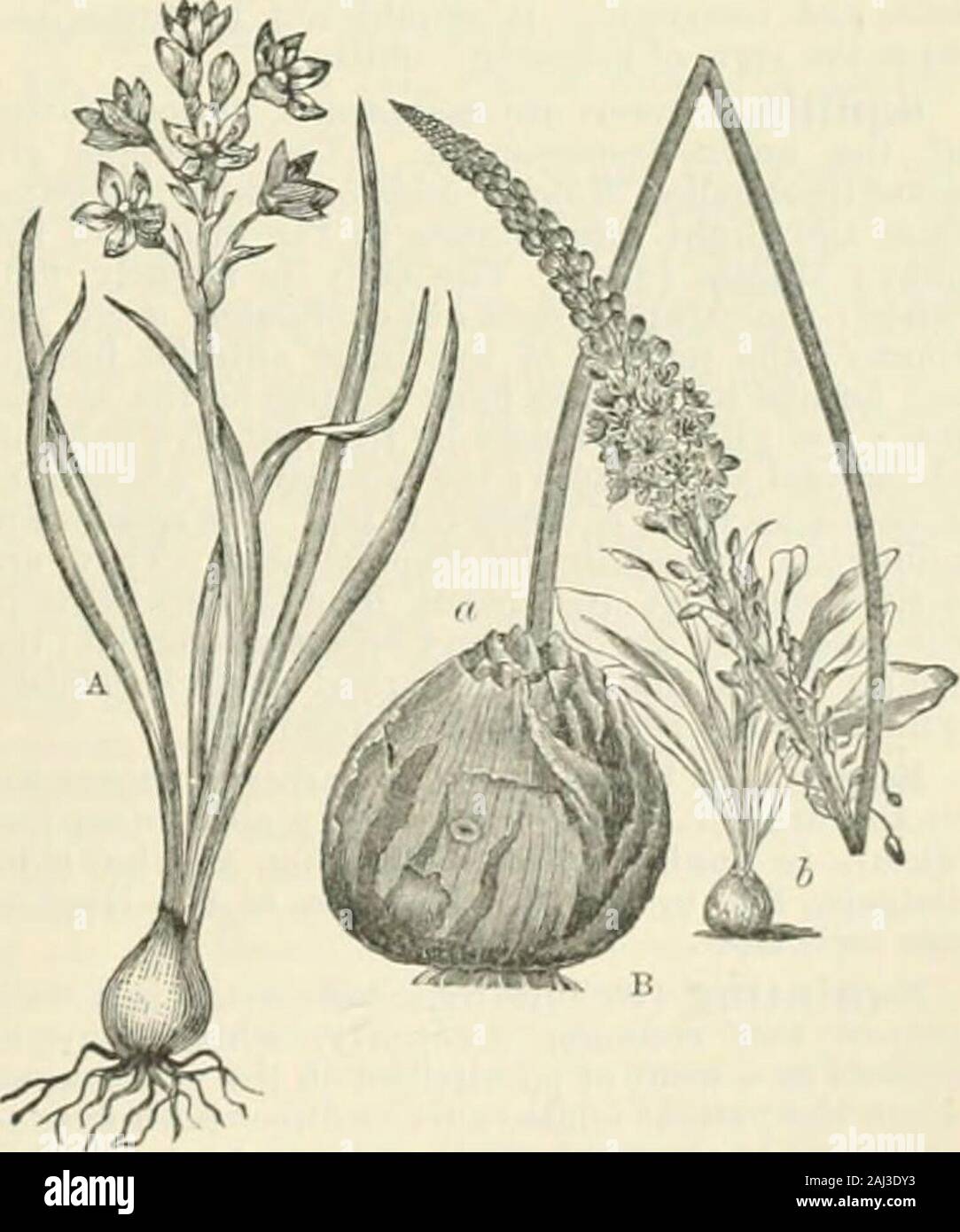 Chambers's encyclopaedia; a dictionary of universal knowledge . (Scilla), a genus of bulbous-rootedplants of the natural order Liliacea, with radi-cal leaves, and flowers in terminal racemes orloose corymbs. The species, which are numer-ous, are natives chiefly of the Mediterraneanand Caucasian regions. Three are natives ofBritain, S. verna, which is abundant on theeast coast of Ireland, the west and north coastsof Scotland, more sparingly on the east coastof Scotland, and very locally in north-easternEngland ; .S. aiitumnalis, which is confined to someof the southern counties of England ; and Stock Photo