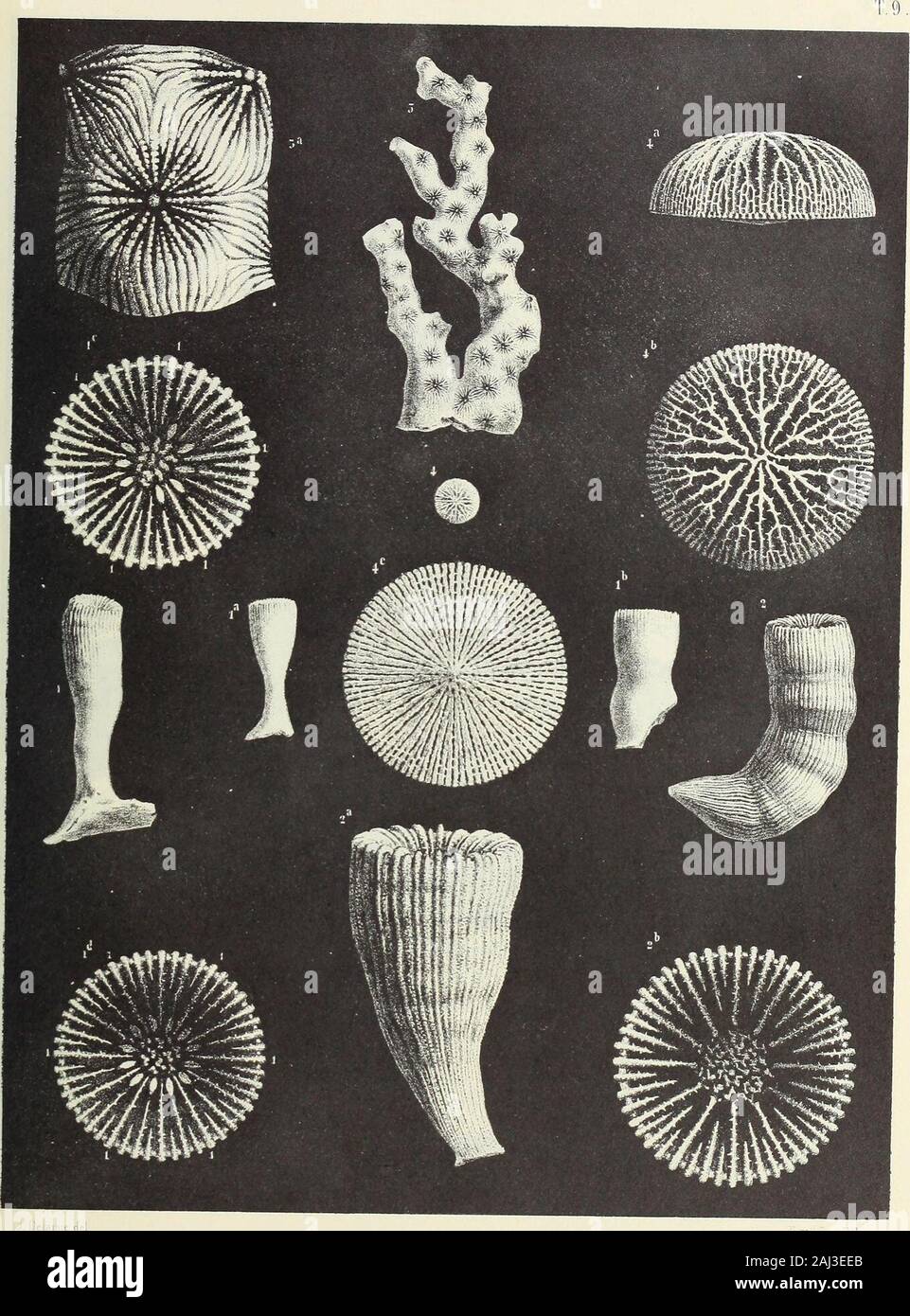 Monograph of the Palaeontographical Society . I TAB. IX.CORALS FROM THE UPPER CHALK. Cyathina. laevigata (p. 44). Fig, 1, la, lb, Specimens of different forms ; natural size. 1 c. Calico of the specimen fig. 1, magnified. It is to be remarked that in thisspecimen there are only nine pali; these organs not existing in the halfsystems, where the septa of the fourth cyclum are not developed. 1 d. Calice of the specimen fig. 1 b, magnified, and showing the twelve pali and the complete fourth cyclum of septa. Parasmilia Fittoni (p. 50). Fig. 2. Side view of the corallum ; natural size. 2 a Specimen Stock Photo