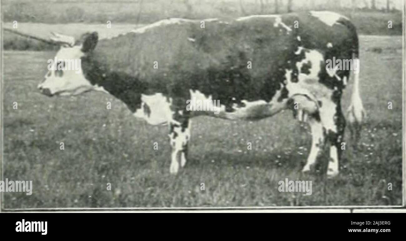 Races de bétail hires stock photography and images Alamy