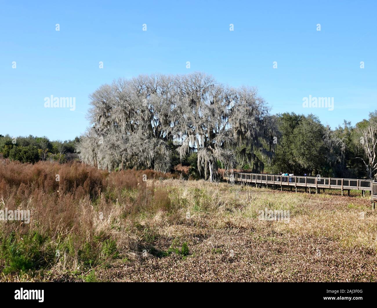 First day of the year walk in nature at Paynes Prairie Preserve State