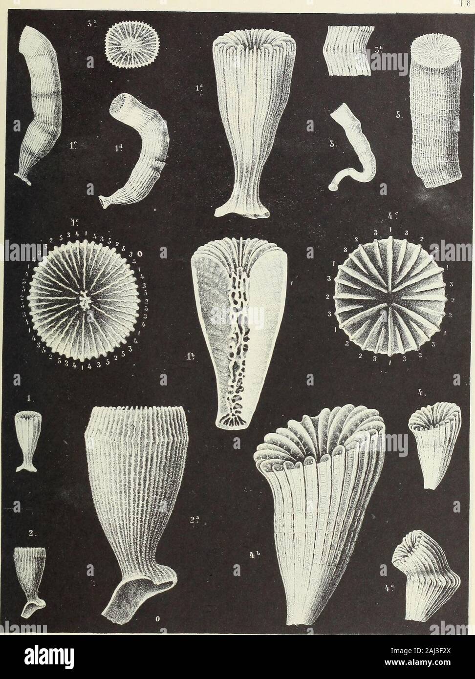 Dissempiments Monograph of the Palaeontographical Society . 1. A young specimen ...