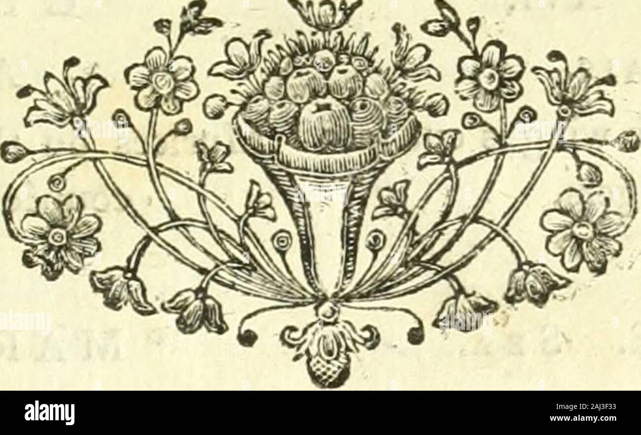 Madrepores High Resolution Stock Photography And Images Alamy