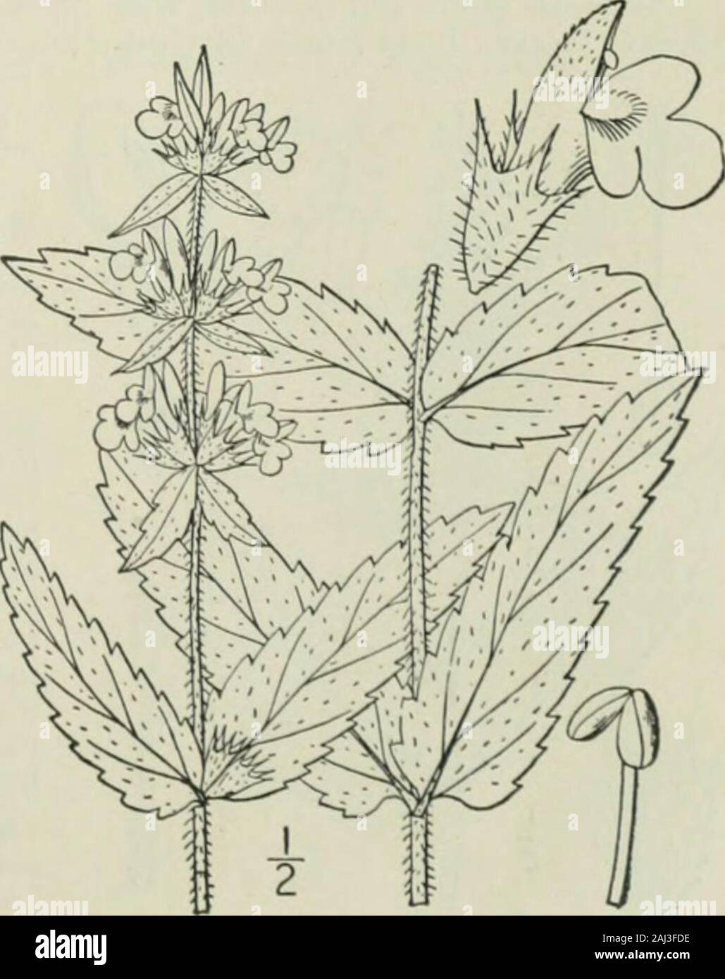 An illustrated flora of the northern United States, Canada and the British possessions : from Newfoundland to the parallel of the southern boundary of Virginia and from the Atlantic Ocean westward to the 102nd meridian . e. June-Aug. 6. Stachys palustris L. Hedge Nettle.Marsh or Clow^ns Woundwort. Fig. 3620. Stachys palustris L. Sp. PI. 580. 1753. Perennial, hirsute or pubescent all over; stemerect, strict, simple or somewhat branched, com-monly slender, and retrorse-hispid on the angles,i°-4° high. Leaves firm, lanceolate, oblong, oroblong-lanceolate, sessile, or very short-petioled,acuminate Stock Photo
