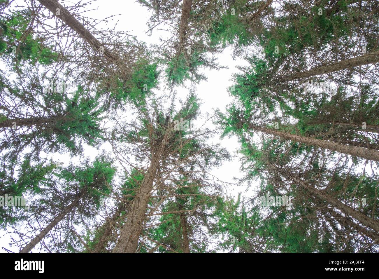 Fir Trees Silhouette View From The Bottom Up Pine Trees Background Stock Photo Alamy