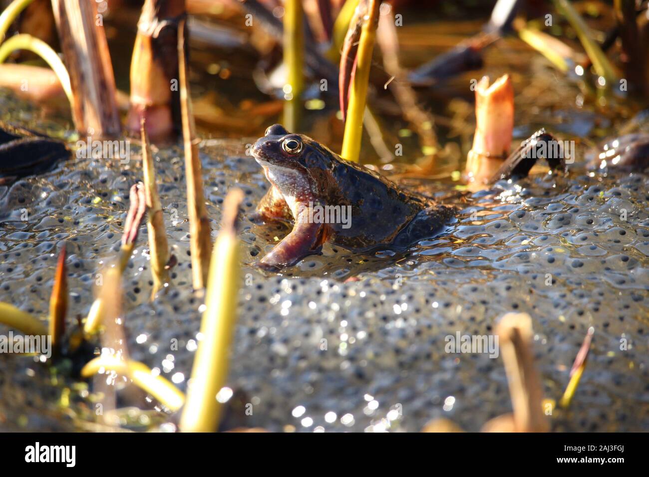 Adult common frog guarding and sitting on it's offspring ( frog spawn ) among pond reeds Stock Photo