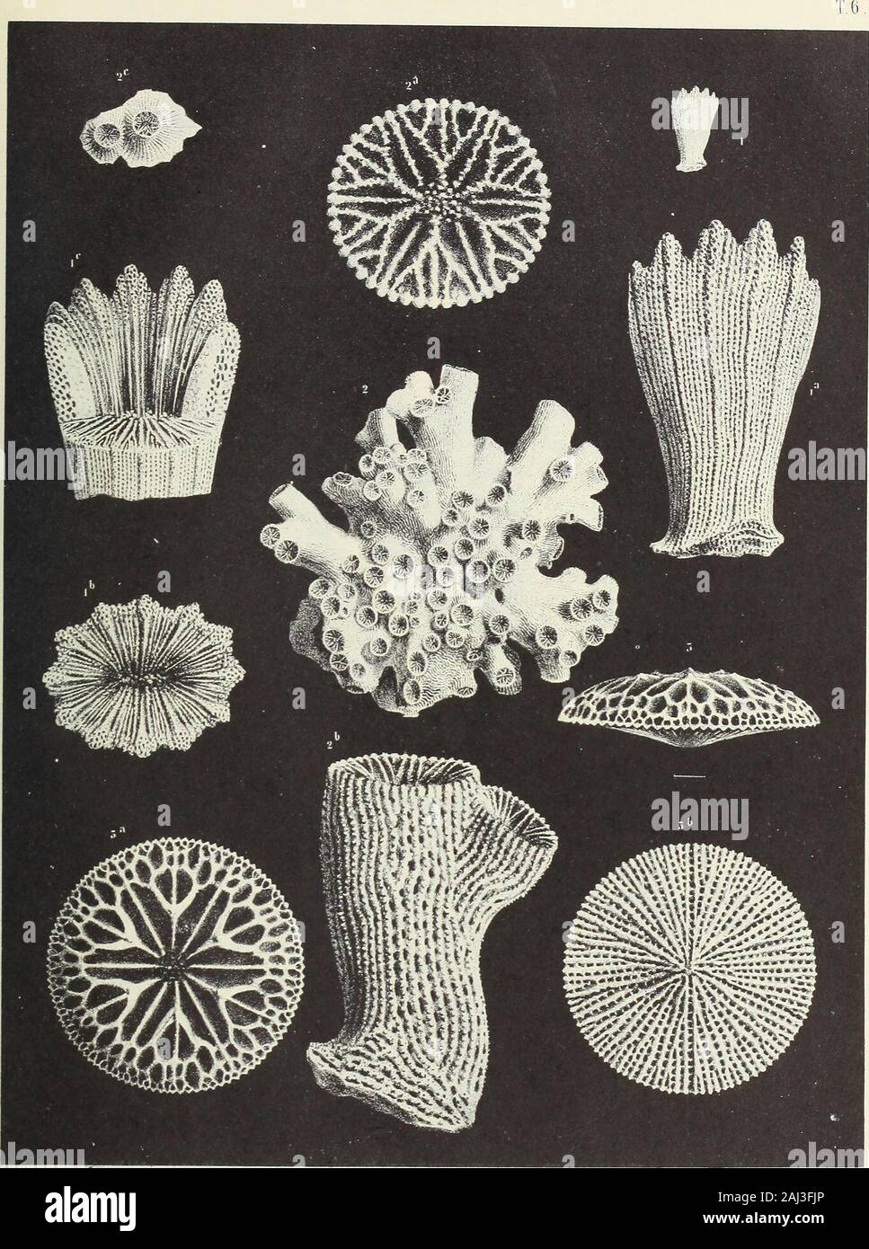 Monograph of the Palaeontographical Society . TAB. VI. CORALS FROM THE LONDON CLAY. Balanophyllia desmophyllum (p. 35). Fig. 1. Side view of a complete specimen; natural size. 1 a. The same, magnified. 1 b. Calice, magnified. 1 c. Side view of the upper part of the same, with half of the calice cut away in order to show the structure of the septa and the depth of the fossula. DeNDROPHYLLIA DENDROPHYLLOIDES (p. 36). Fig. 2. A large group; natural size. 2 a. Calice, magnified. 2 b. One of the branches, magnified to show the structure of the walls. 2 c. Two young individuals that have not yet pro Stock Photo