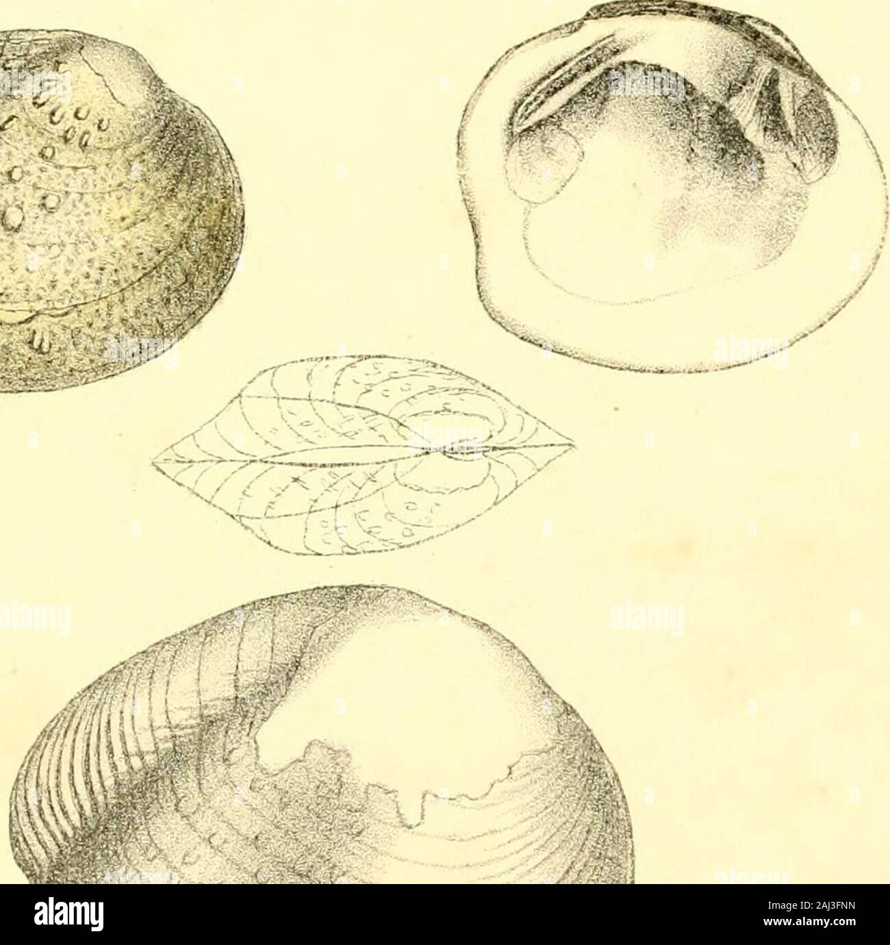 Unionidae Shell Monography of the family Unionidæ : or, Naiades of Lamarck (fresh water ...
