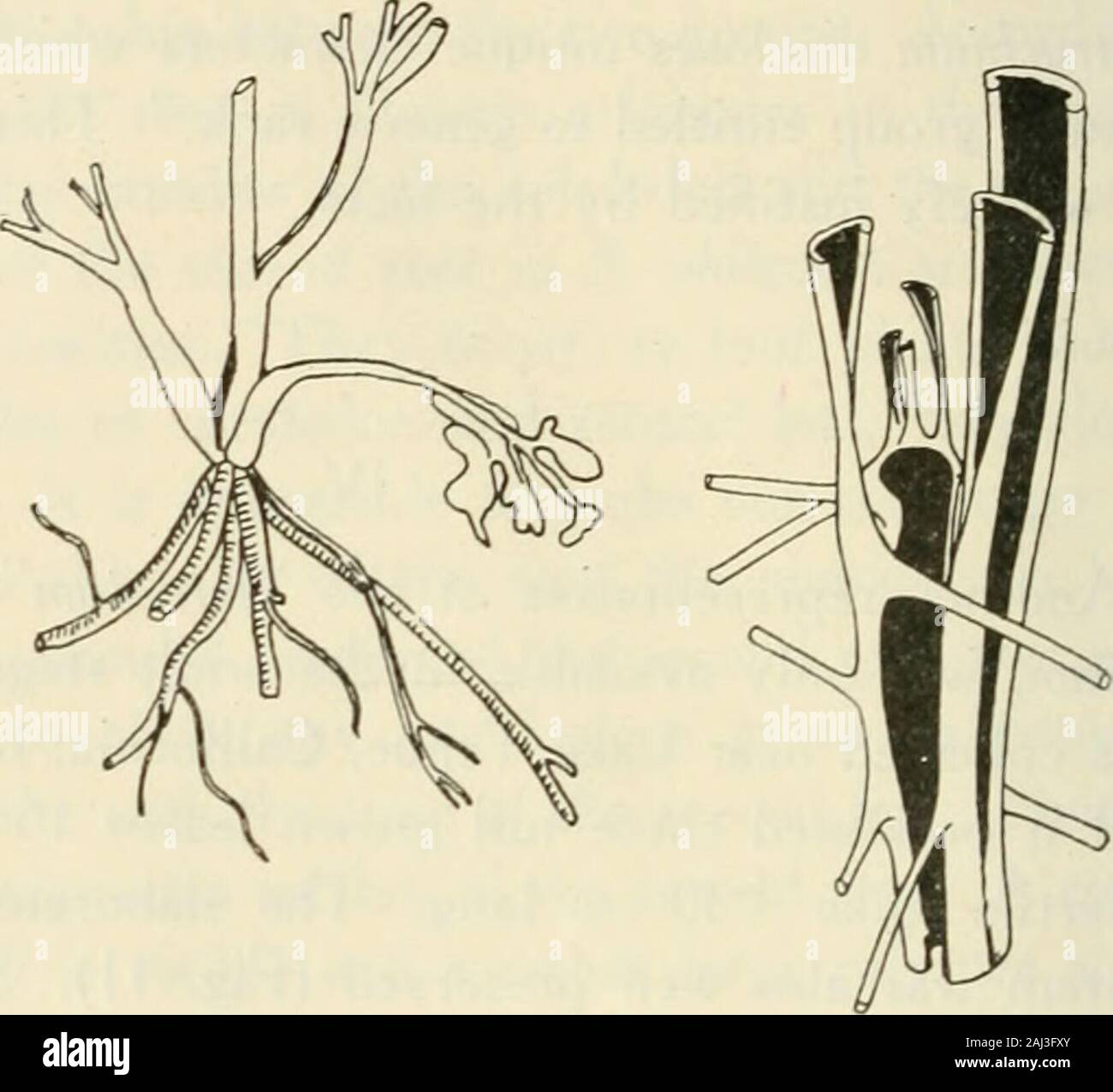 Recueil des travaux botaniques néerlandais . tiole is very différent from theother bundles which we found m other species of Botrychium.Its structure is essentially the same as that of the petiolarbundle in the fossil Osmundaceae (Bertrand, 2) although itshows in some points a marked relation to the petiolar bundlesin Todea, as descnbed by Faull (1901). In the very youngbundle there are fourto six proto-xylem groups. In the matureleaf the number is invariably four (Fig. 16) as in Osmunditesskidegatensis. The bundle, however, is not concentric; as isthe case in Osmundaceae (Faull); but the smal Stock Photo