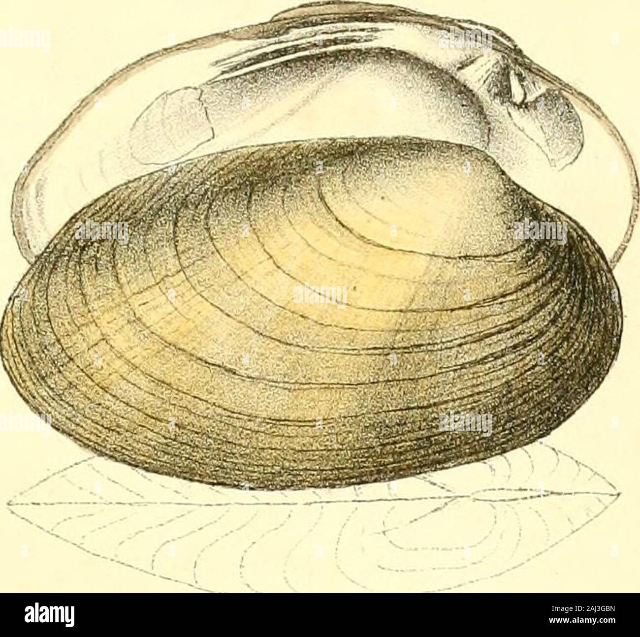 Monography of the family Unionidæ : or, Naiades of Lamarck (fresh water bivalve shells) of North America ... . redis from the Scioto river, and was presented by Dr.William Blanding. 60UNIO ELLIPSIFORMIS. Plate XXXIV.—Fig. 1. DESCRIPTION. Shell elliptical, slightly ventricose, produced pos-teriorly, moderately thick; disks slightly contractedanteriorly; umbonial slope rounded; beaks slightlyprominent, approximate, simple; basal margin dilatedposteriorly to the middle; within bluish; cardinal teeththick, direct. OBSERVATIONS. This species I have seen only in the cabinet of Mr.John Phillips, who Stock Photo