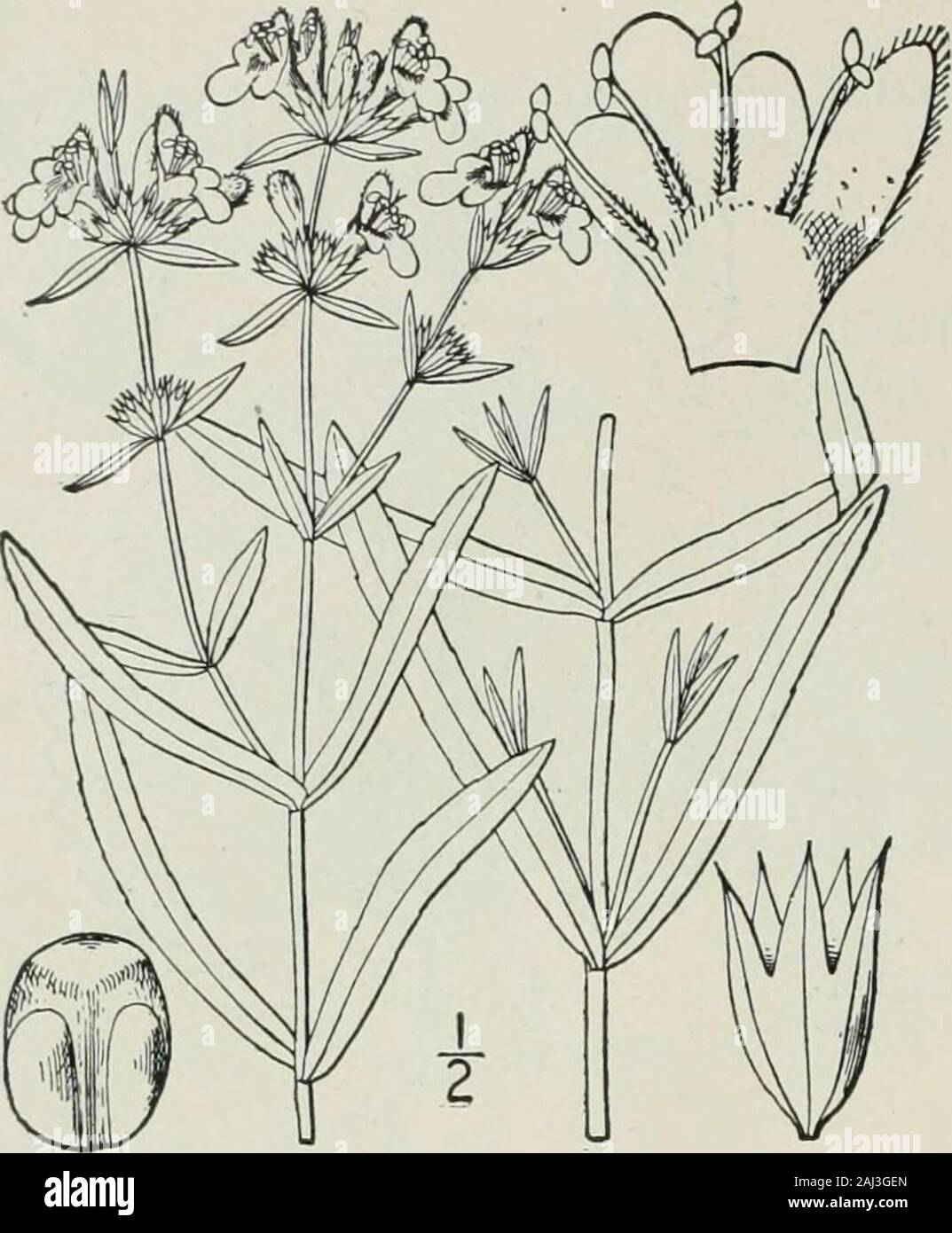 An illustrated flora of the northern United States, Canada and the British possessions : from Newfoundland to the parallel of the southern boundary of Virginia and from the Atlantic Ocean westward to the 102nd meridian . aves serrate. Stem hirsute only on the angles; leaves slightly pubescent. 3. S. aiiihigua. Stem densely hirsute all over; leaves densely pubescent. 4. S. arenicola. Leaves rounded, cordate or truncate at the base, oblong, ovate or lanceolate.Leaves all subsessile or short-petioled. Glabrous or very nearly so, the stem-angles sparsely bristly. 5 Stem retrorsely hirsute; leaves Stock Photo