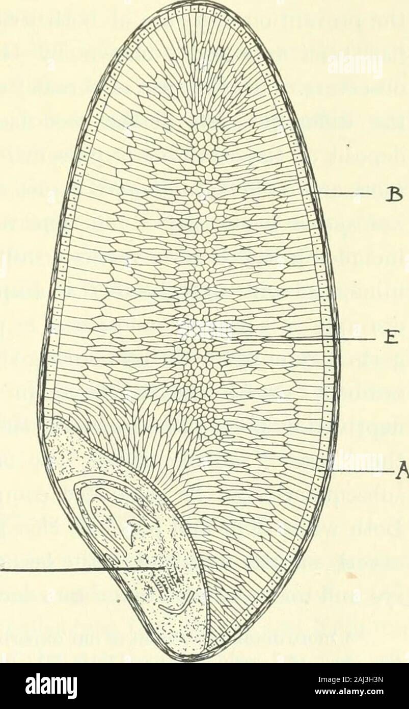 Collected papers . IL )3&lt;r&.sh««dL FIG. 1. Shewing the various stages in Milling of the RiceGrain. I. Rice grain in the natural condition, retainingthe husk or enclosing glumes. II. After removal of the husk, but retaining thepericarp or silver-skin, and the embryo,which is shaded. III. After milling and polishing; both silver-skin and embryo are removed and thegrains are then polished by rubbingwith talc between sheepskins. FIG. 2.* Diagram of a longitudinal sectionthrough a grain of wheat, shewing B Pericarp, forming the brannyenvelope. A Aleurone layer of cells formingthe outermost layer Stock Photo