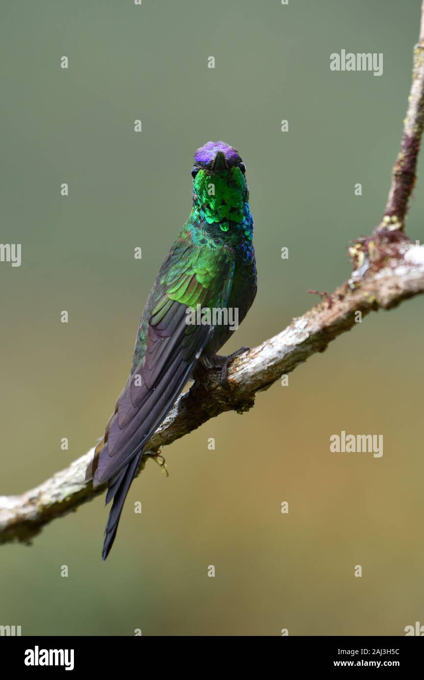 Violet-fronted Brilliant hummingbird Stock Photo