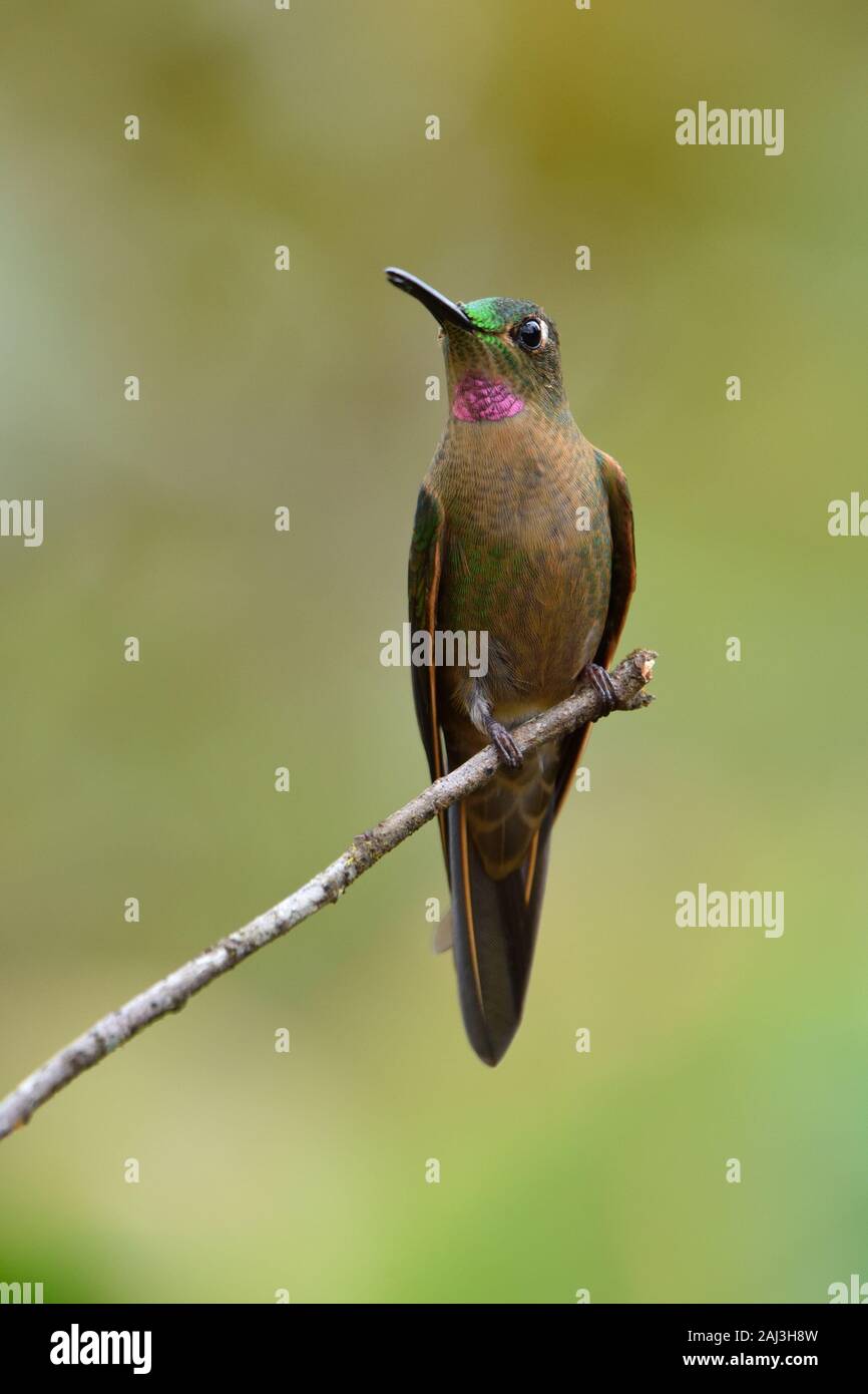 A Fawn-breasted Brilliant Hummingbird in Peruvian cluodforest Stock Photo