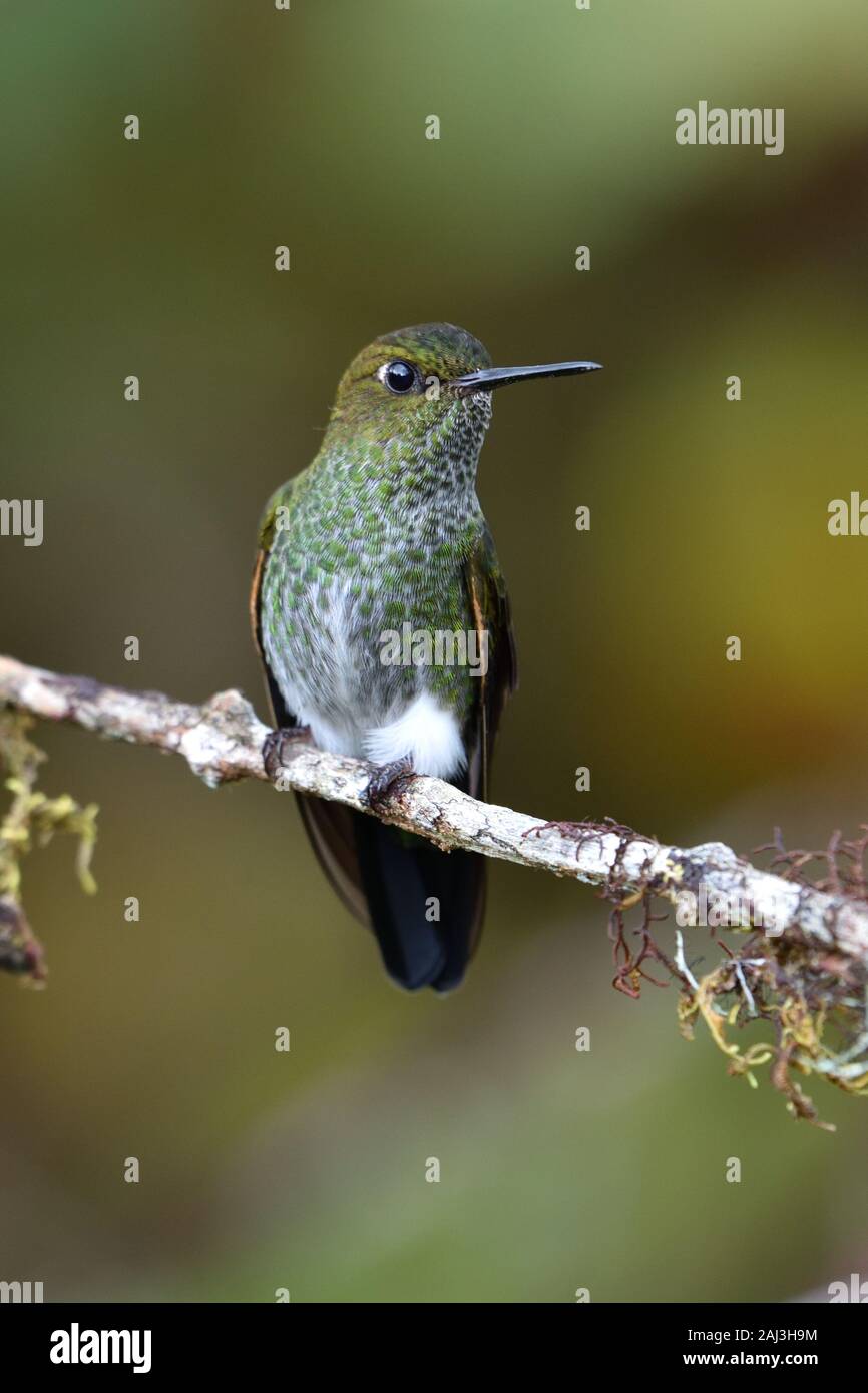 Greenish Puffleg hummingbirds in Peruvian cloudforest Stock Photo