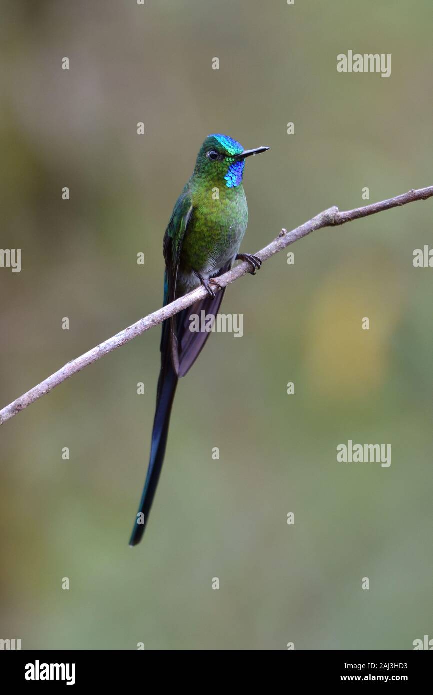 A Long-tailed Sylph hummingbird in Peruvian cloudforest Stock Photo
