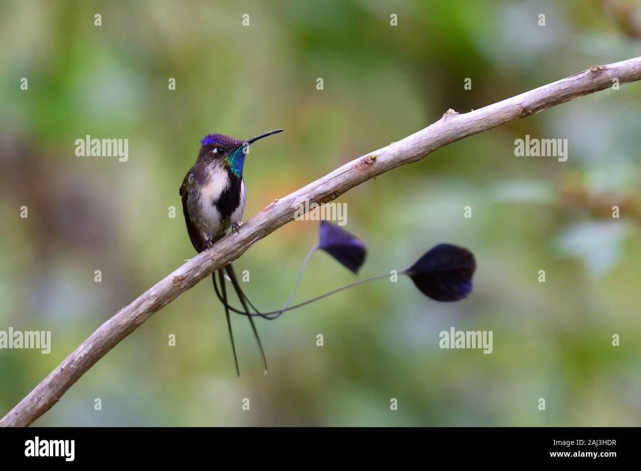 A Marvelous Spatuletail Hummingbird the most rare and spectacular hummingbird in the world Stock Photo
