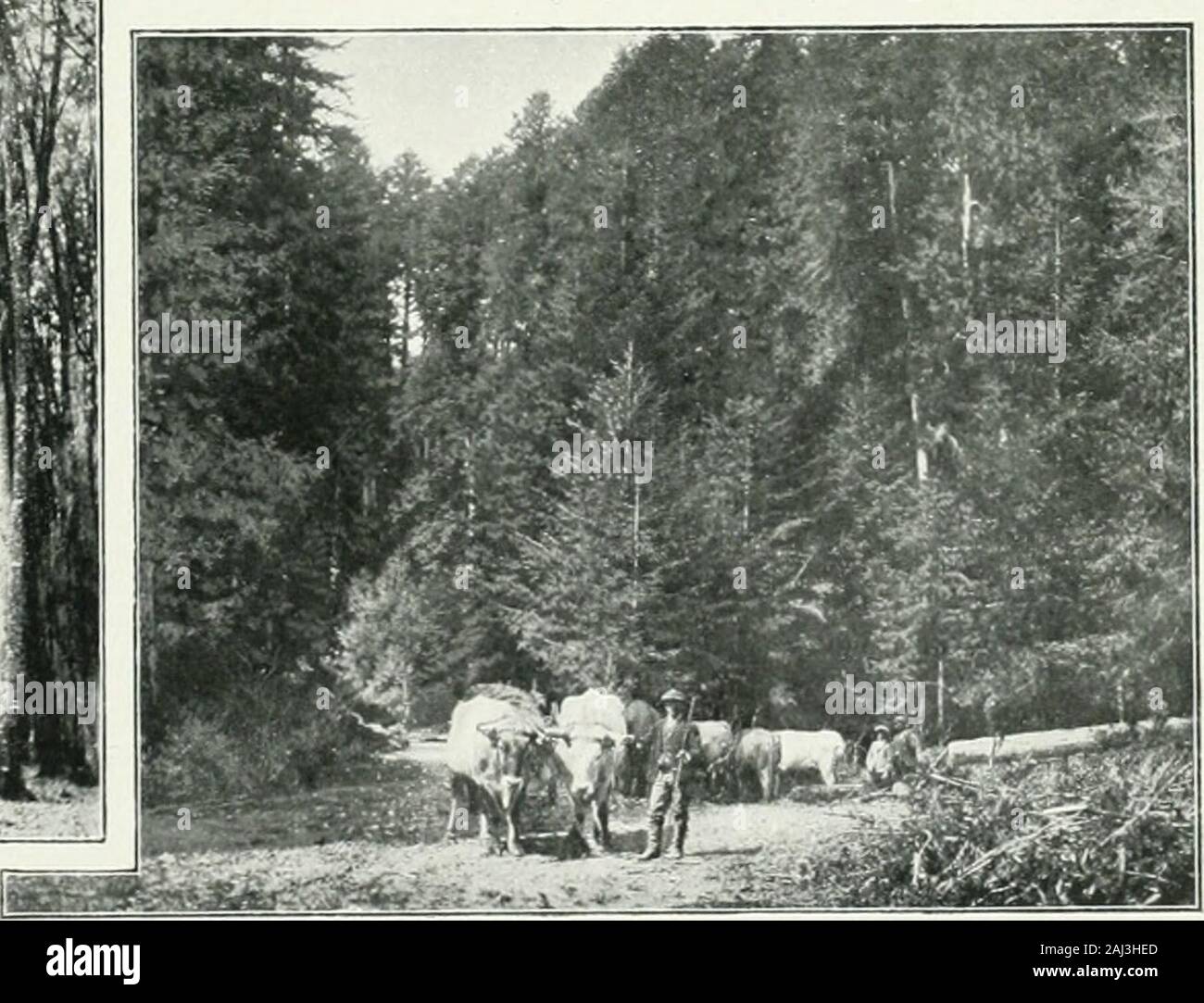 Album géographique: La France . e mélèzes de la foret du mont Genèvro dans les Hautes-Alpes, à une altitude de 1 830 mètres. IJi. L Agriculture fiançaise : Vieille futaie de MÊIRKS EN MASSIFS TRES SERRÉS : FORfrT DE LYONS-LA- loRÉT (KCEE . —Dansnos régionsdc terre grasse et de climat régulièrc-monl humide du Nord-Ouest, la végétation forestière acquiert une richessemerveilleuse. .Nos bois de Normandie ont un aspect très caractéristique àcet égard : le plus souvent dun sol recouvert dépais tapis do mousse etdune luxuriante végétation do sous-bois, se dégagent les troncs de lahaute futaie, mouss Stock Photo