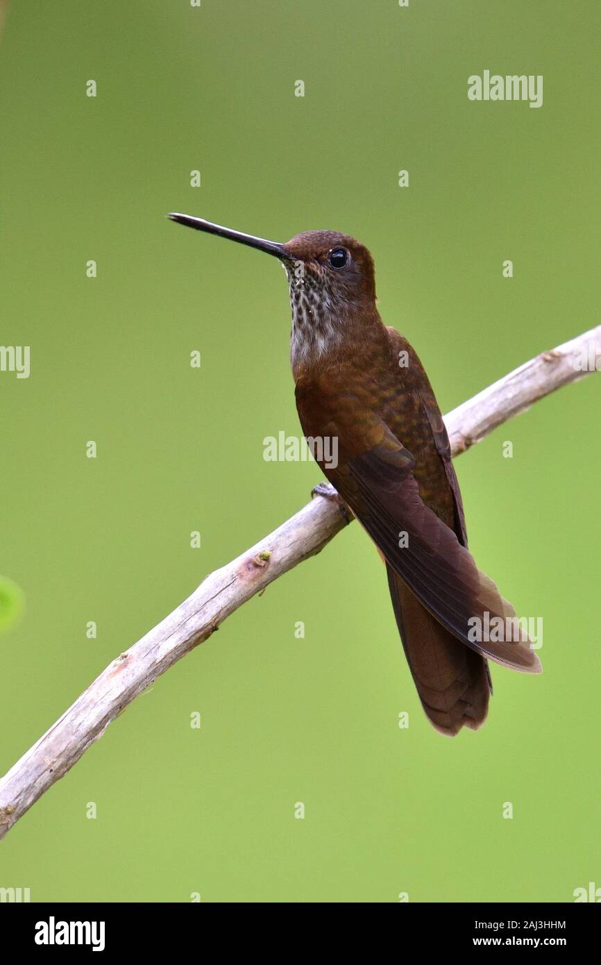 Bronzy Inca hummingbird Stock Photo