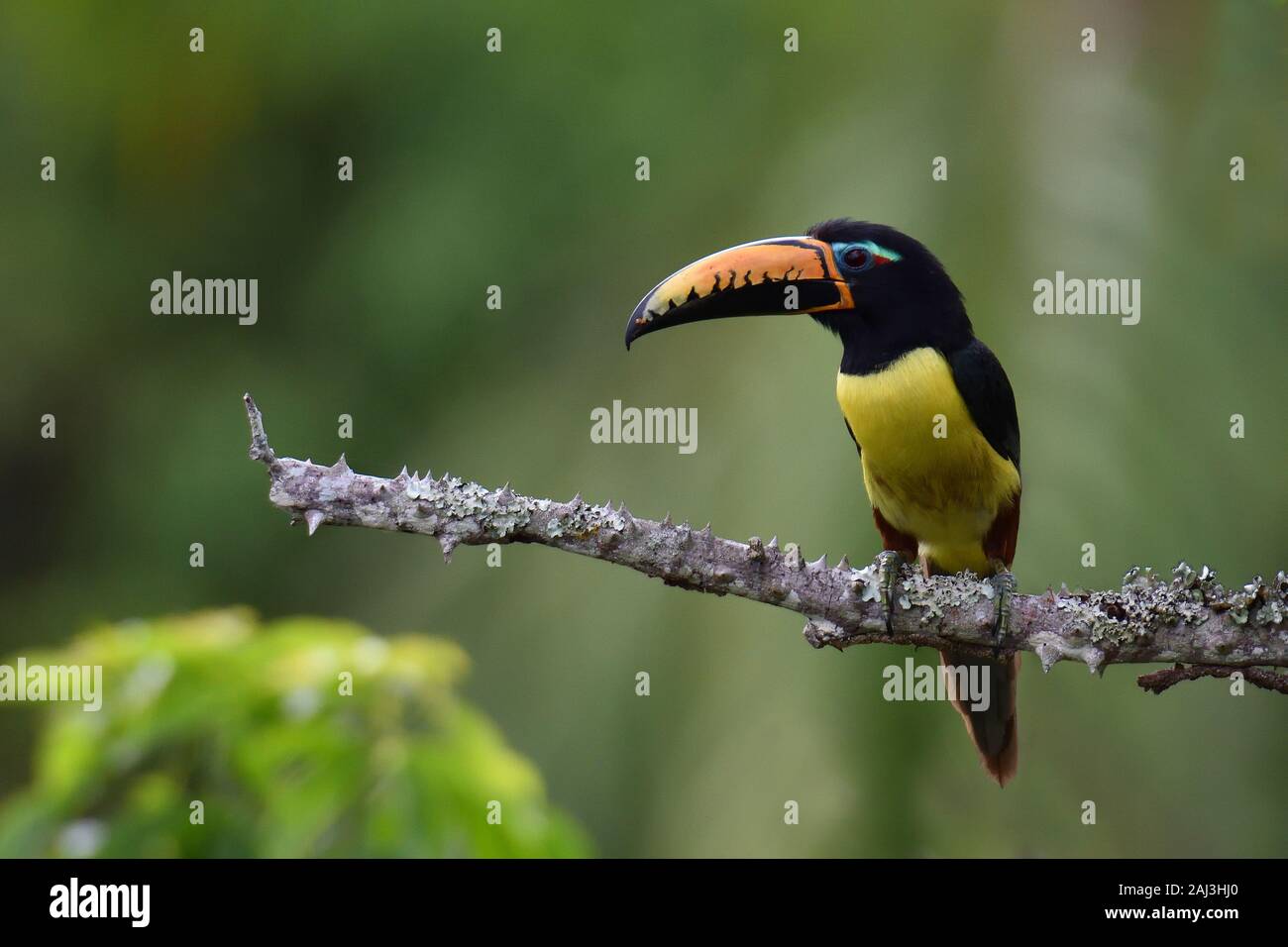 Lettered aracari in tropical rainforest Stock Photo