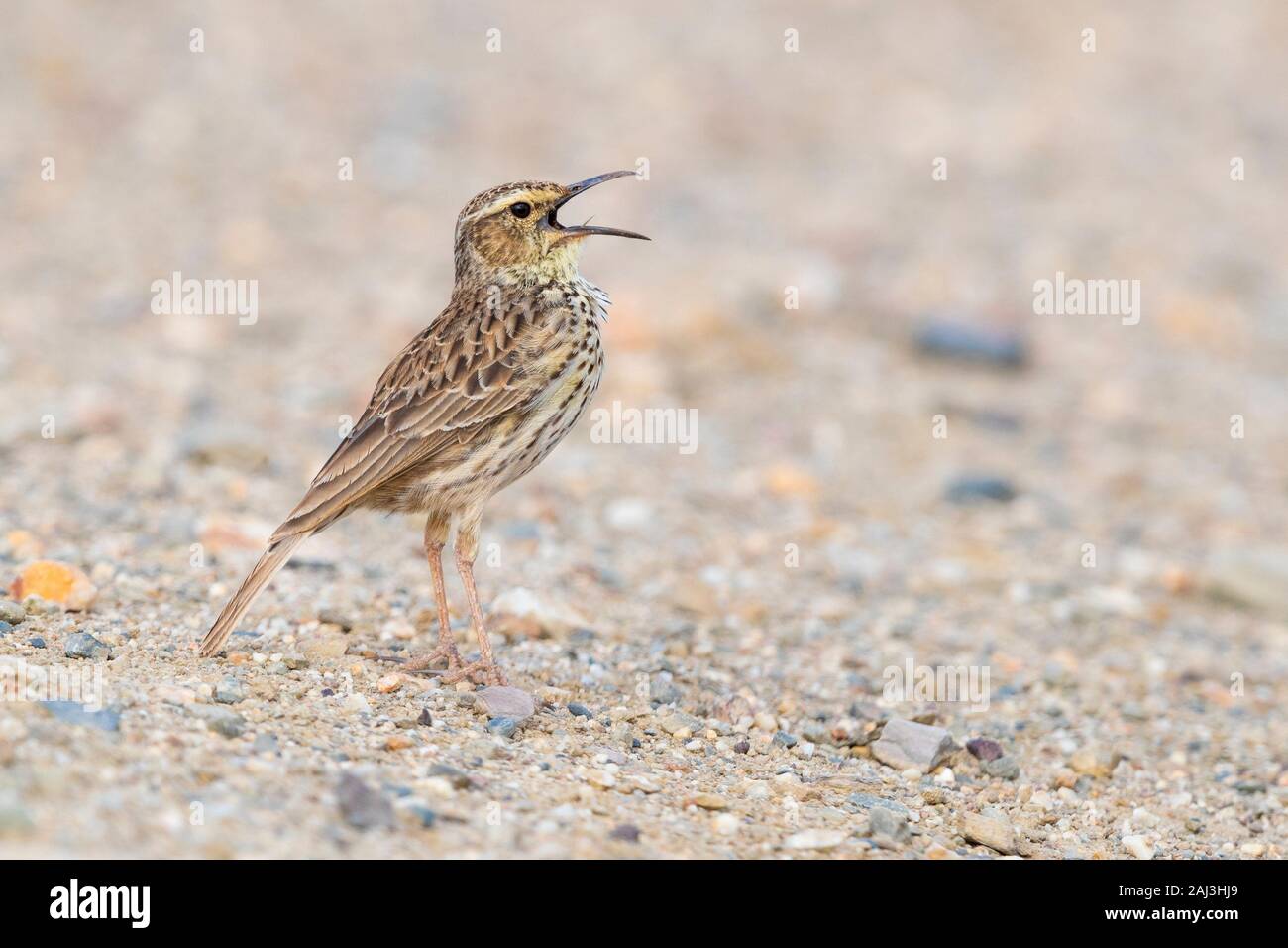 Agulhas Long-billed Lark (Certhilauda brevirostris), side view of an adult singing on the ground, Western Cape, South Africa Stock Photo