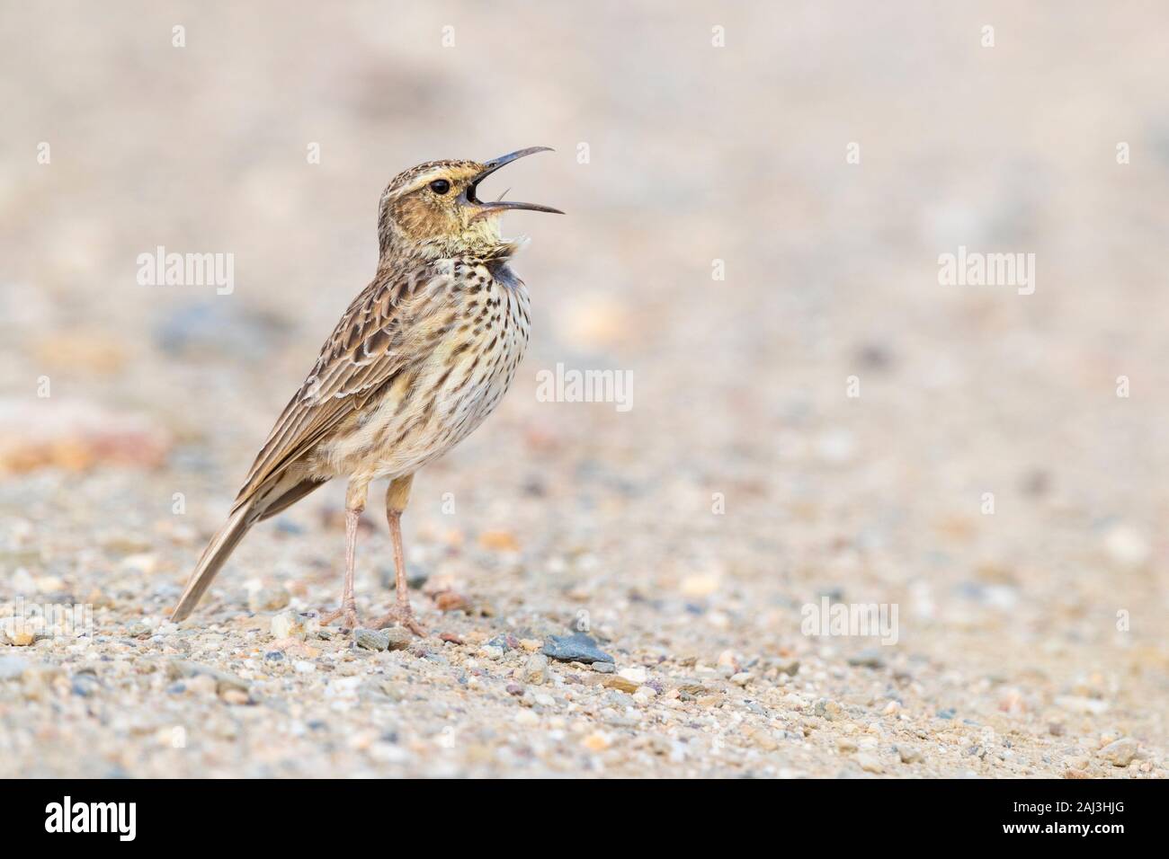 Certhilauda brevirostris hires stock photography and images Alamy