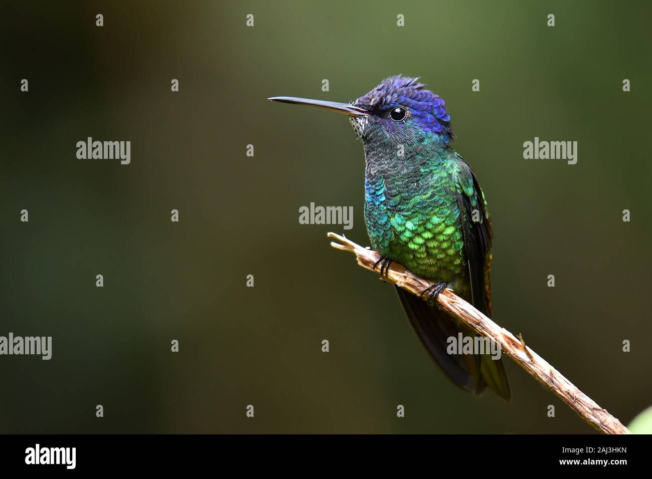 A Golden-tailed Sapphire in  Amazon rainforest Stock Photo