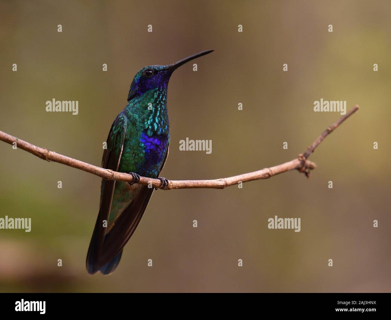 Sparkling Violetear hummingbird Stock Photo