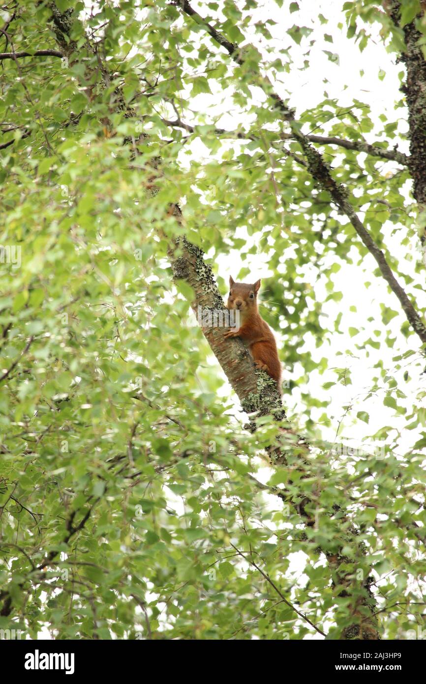 Native red squirrel (Sciurus vulgaris) climbing a silver birch tree in the Scottish Highlands Stock Photo